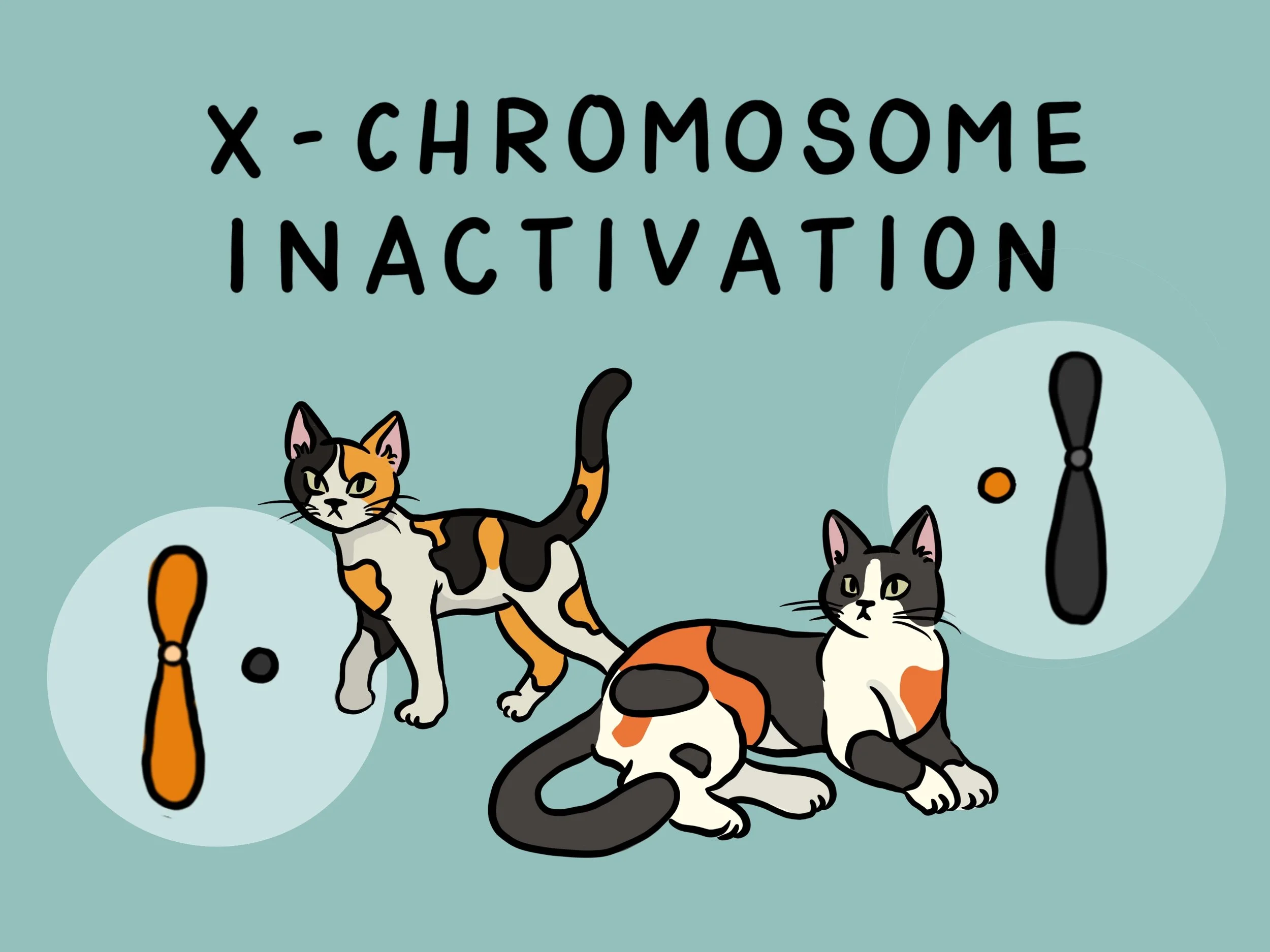 Calico Cats - How does X chromosome inactivation work?