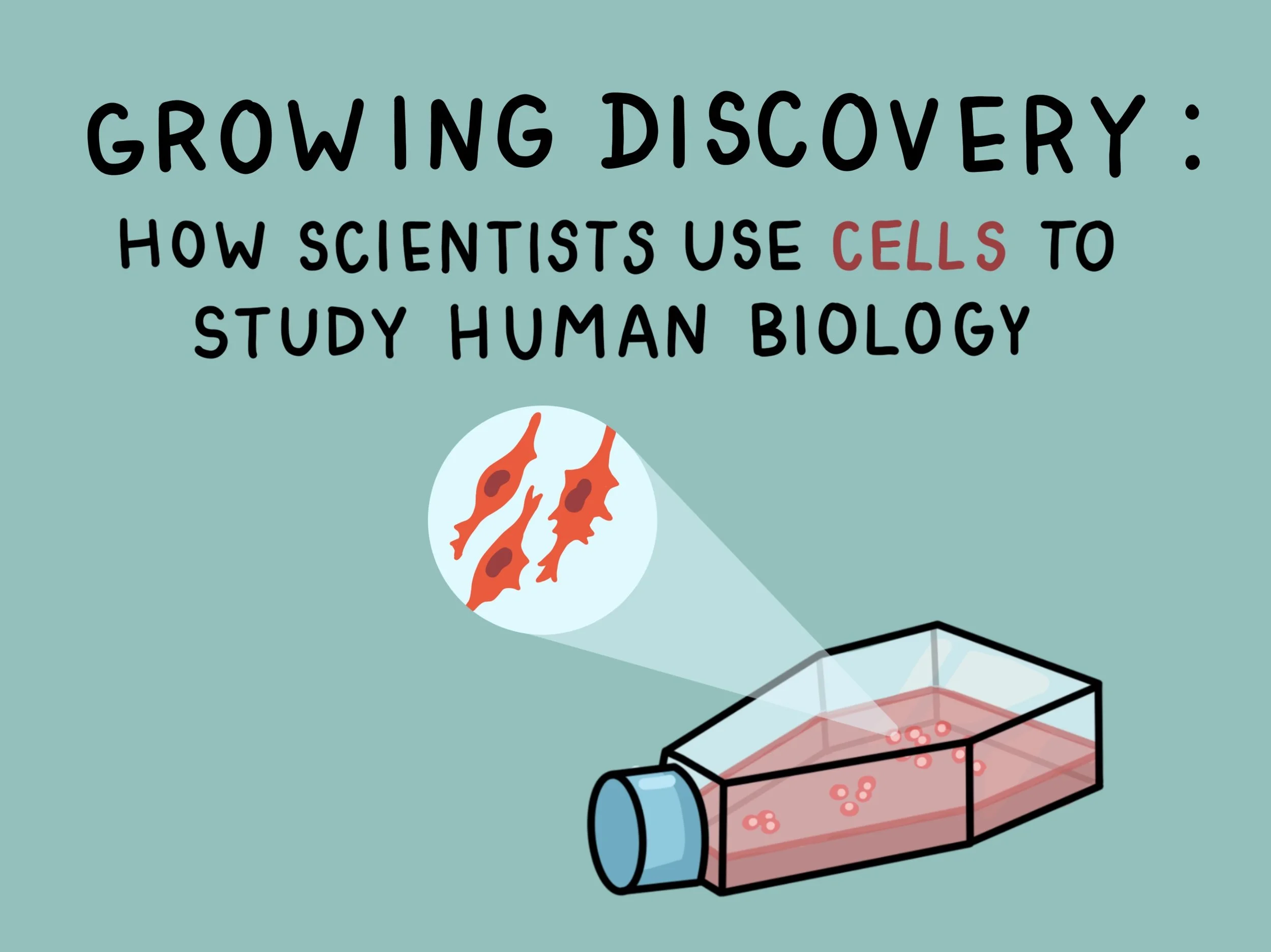 Growing Discovery: How Scientists Use Cells to Study Human Biology