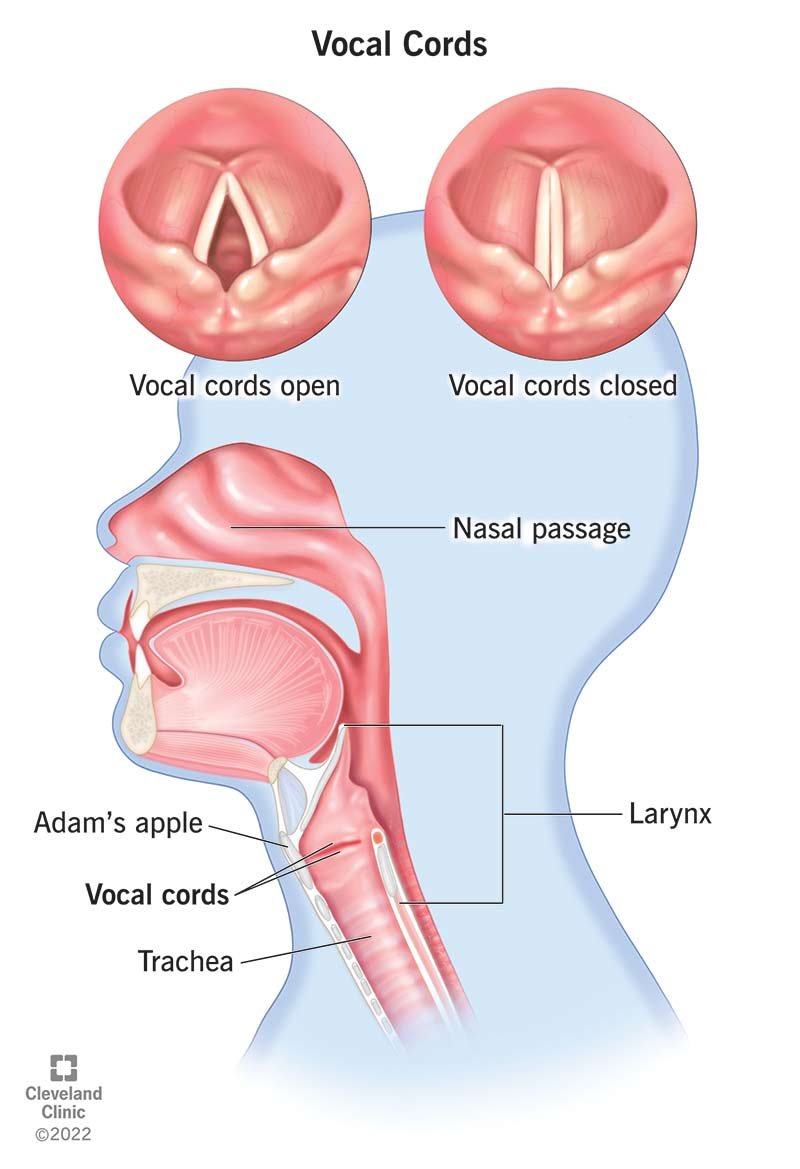 vocal cords pic.jpg