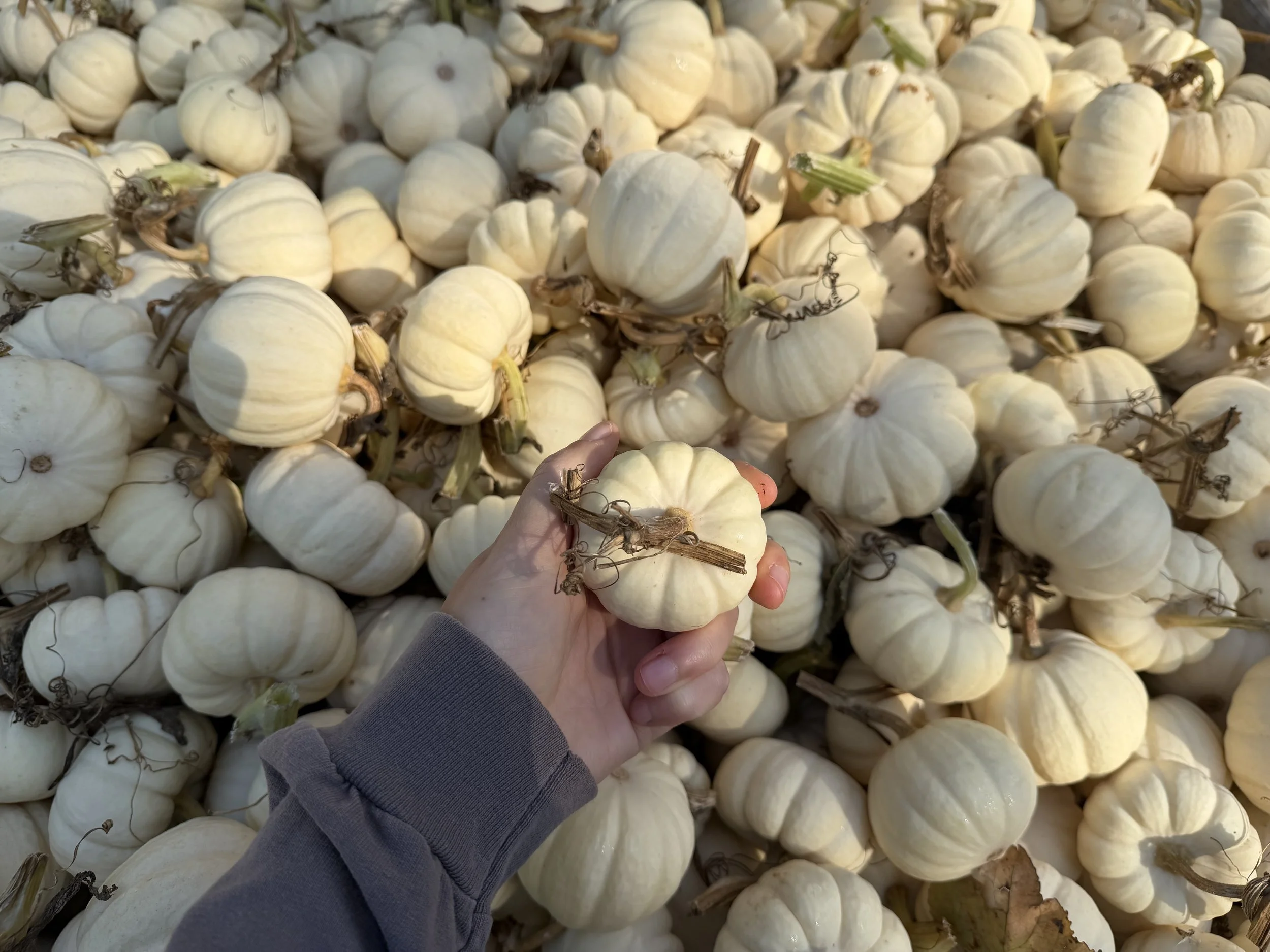 "Baby Boo" Pumpkin (Ornamental)