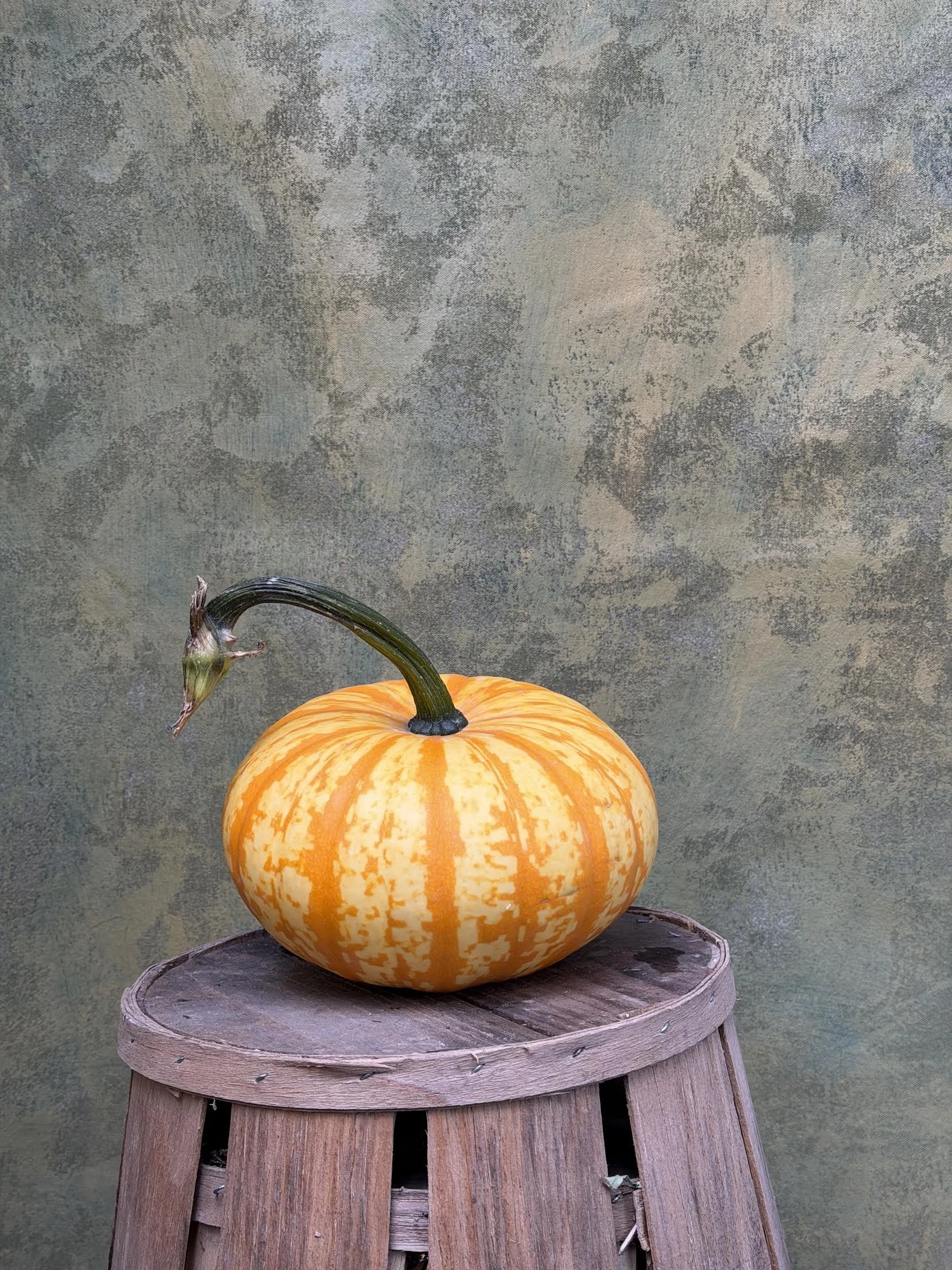 "Blaze" Pumpkin (Ornemental)