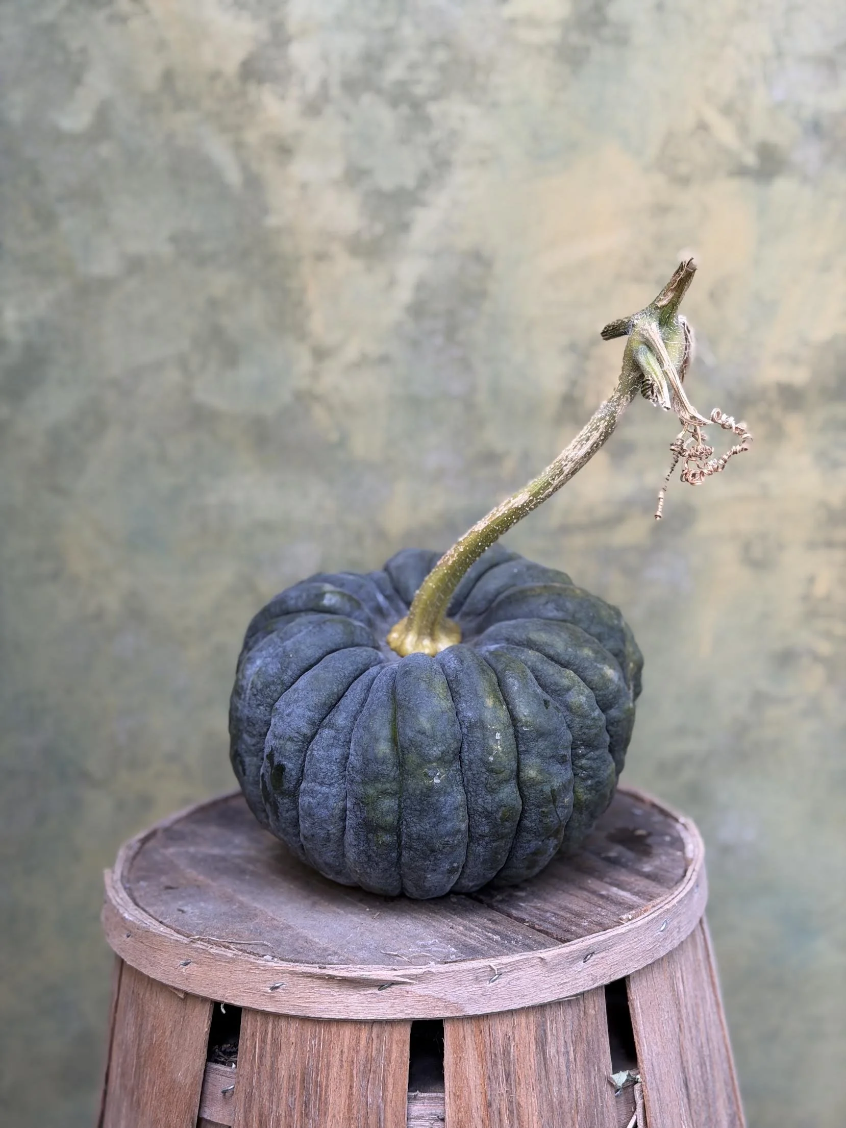 "Black Futsu" Squash (Culinary)