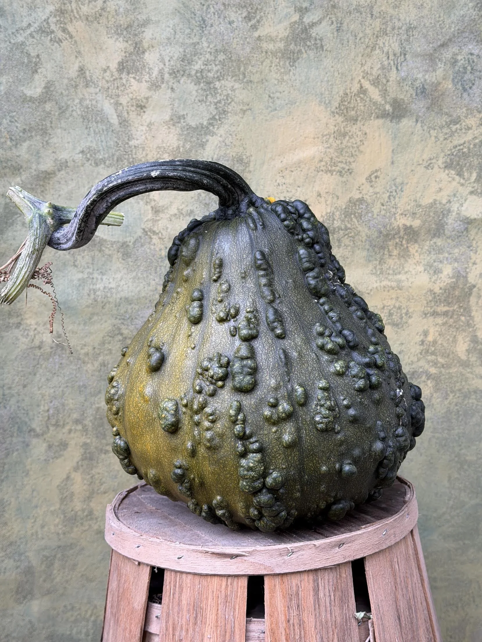 "Cucurbita pepo" Gourd (Ornamental)