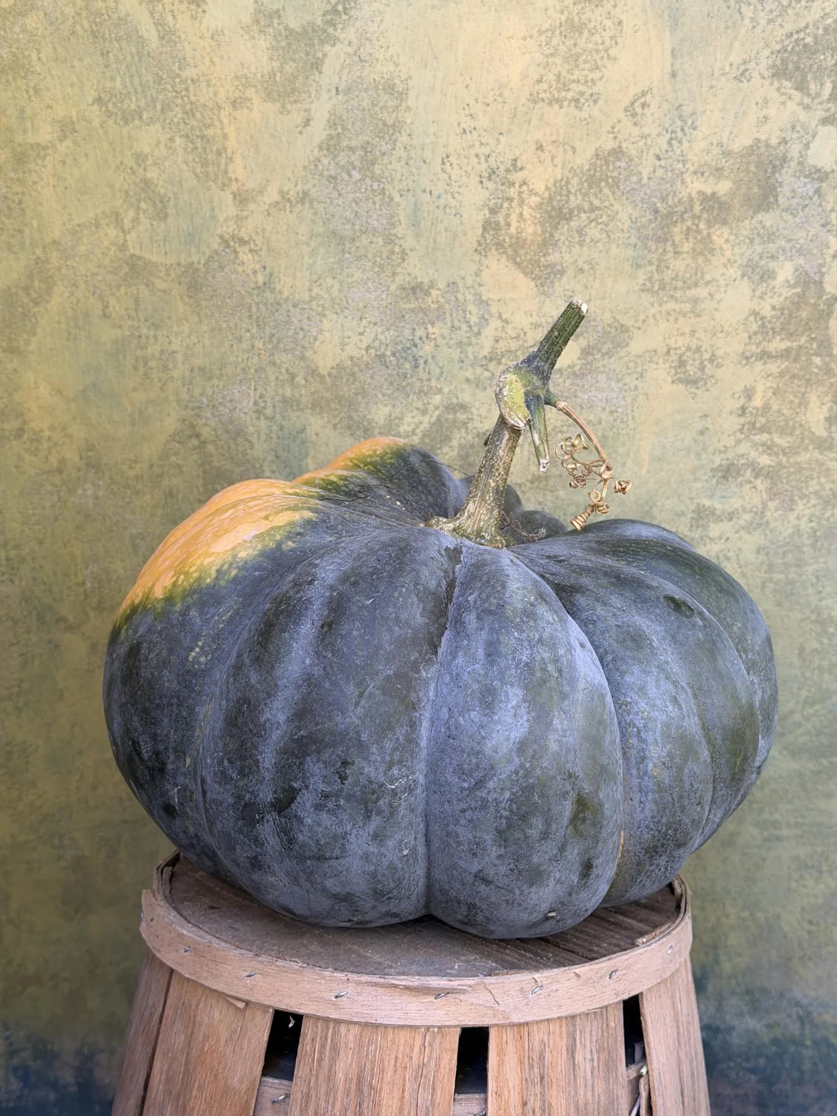 "Musquée de Provence" Pumpkin (Culinary)