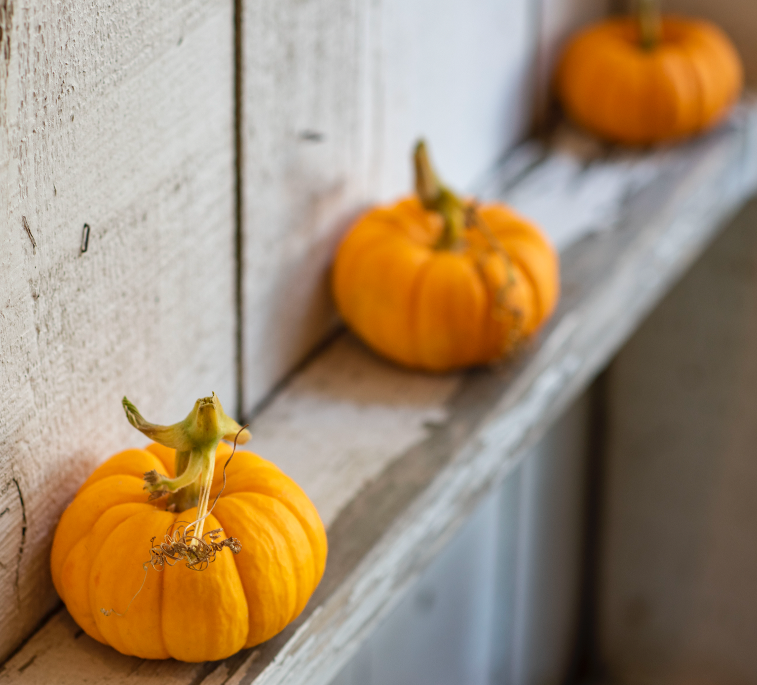 Mimi Pumpkin