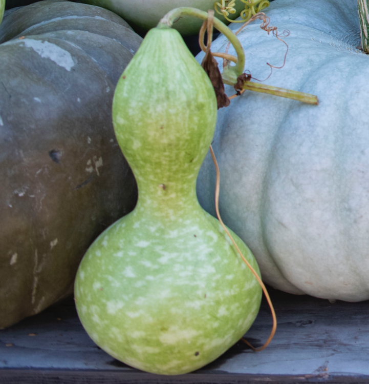 Bottle-Neck Gourd (Ornamental)