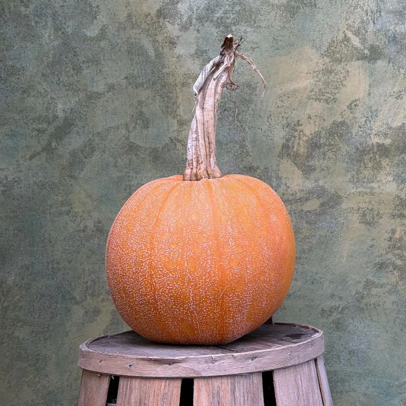 "Winter Luxury" Pumpkin (Culinary)