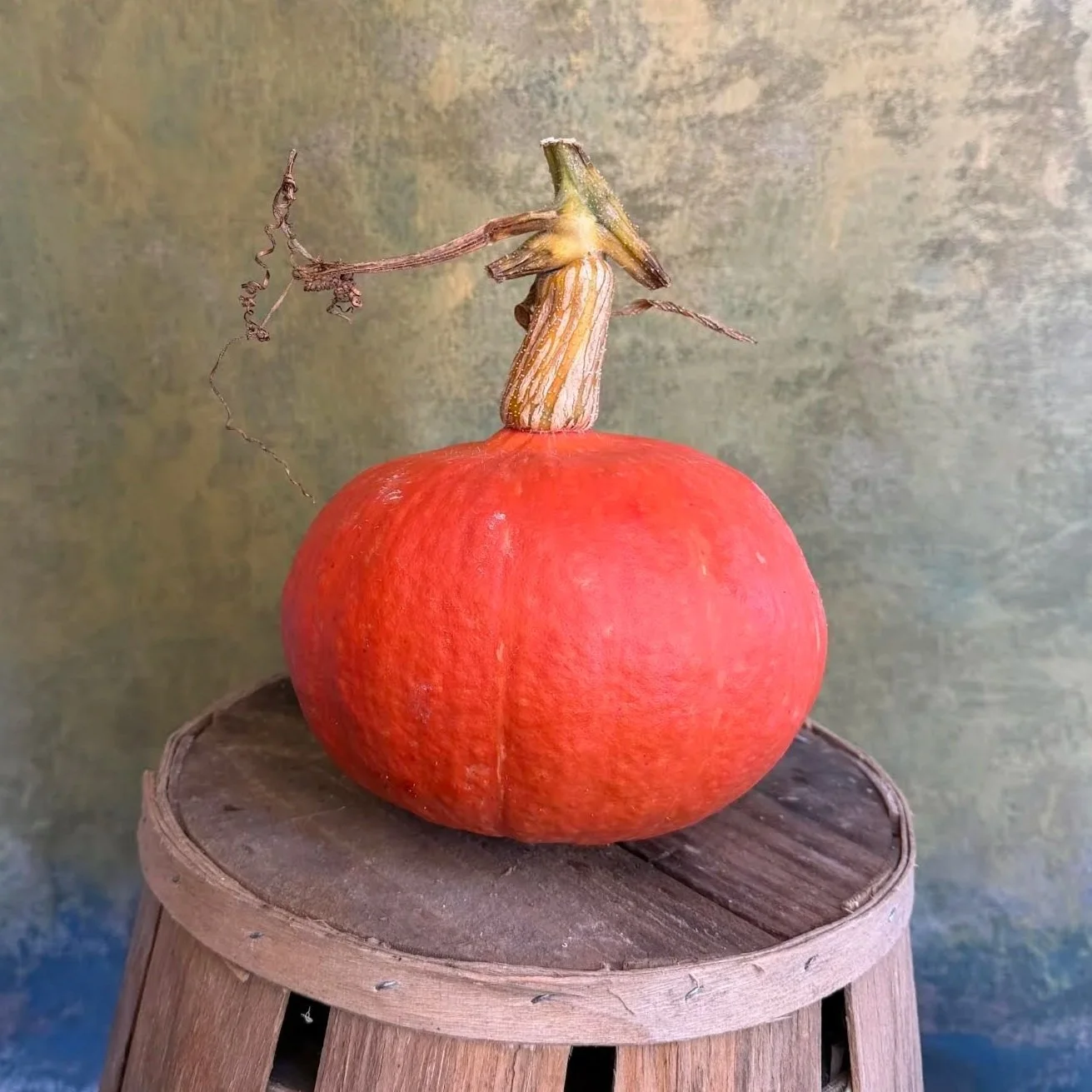 "Red Kuri Kabocha" Squash (Culinary)