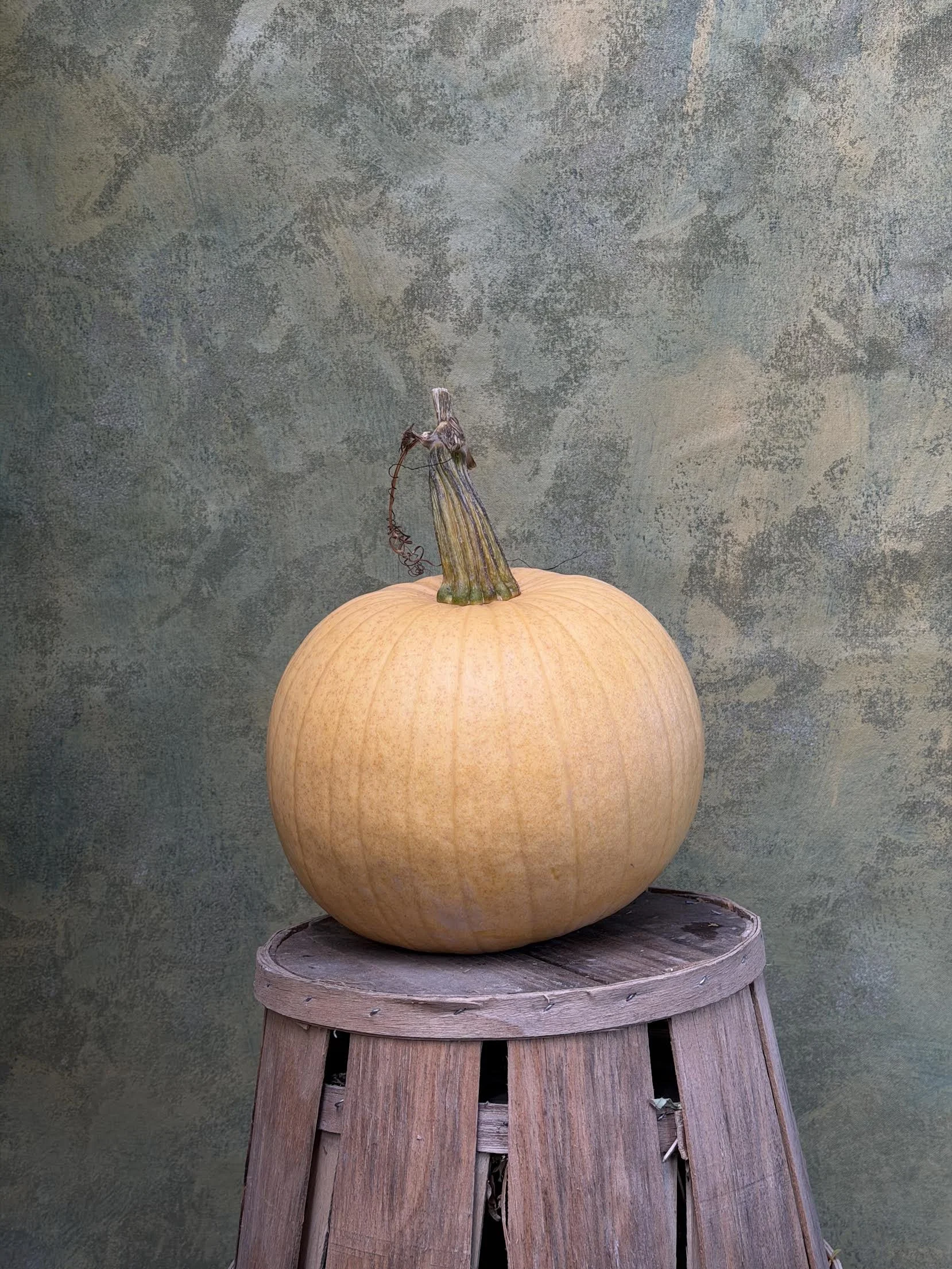 "Fool's Gold" Pumpkin (Ornamental/Carving)