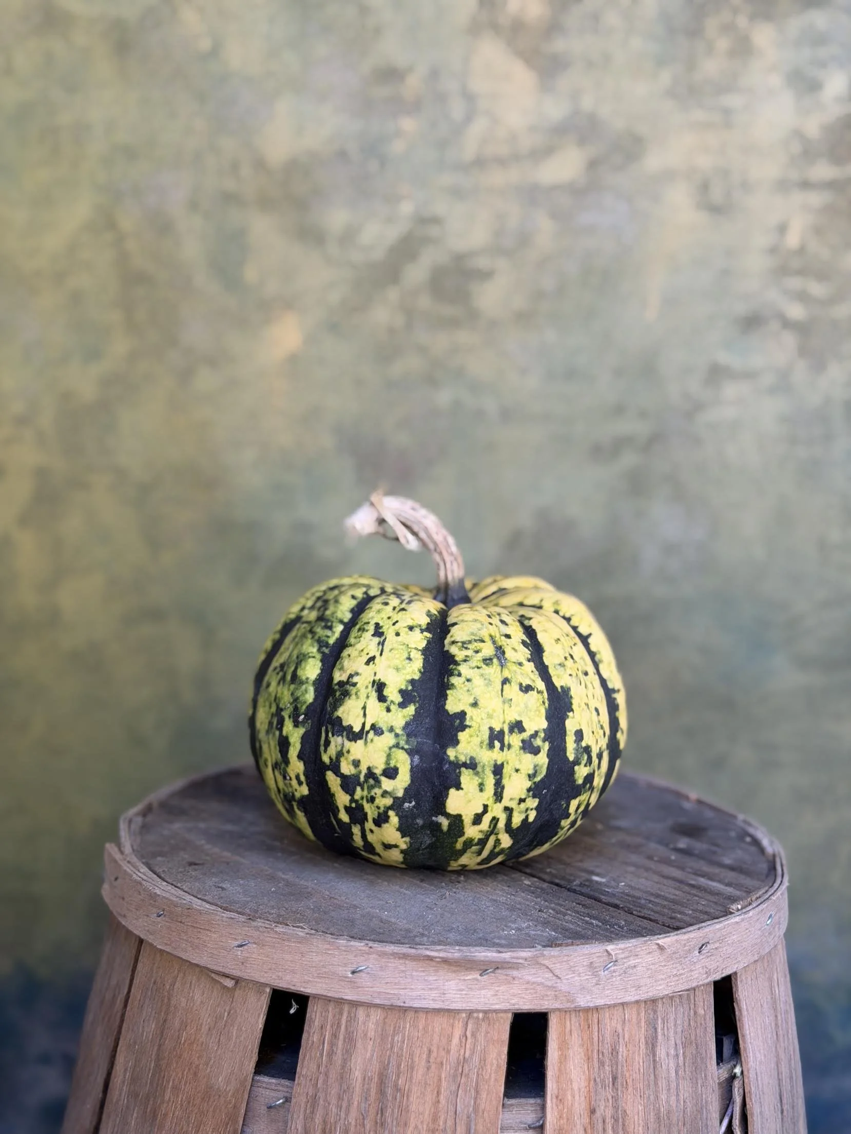 "Dumpling" Squash (Culinary)