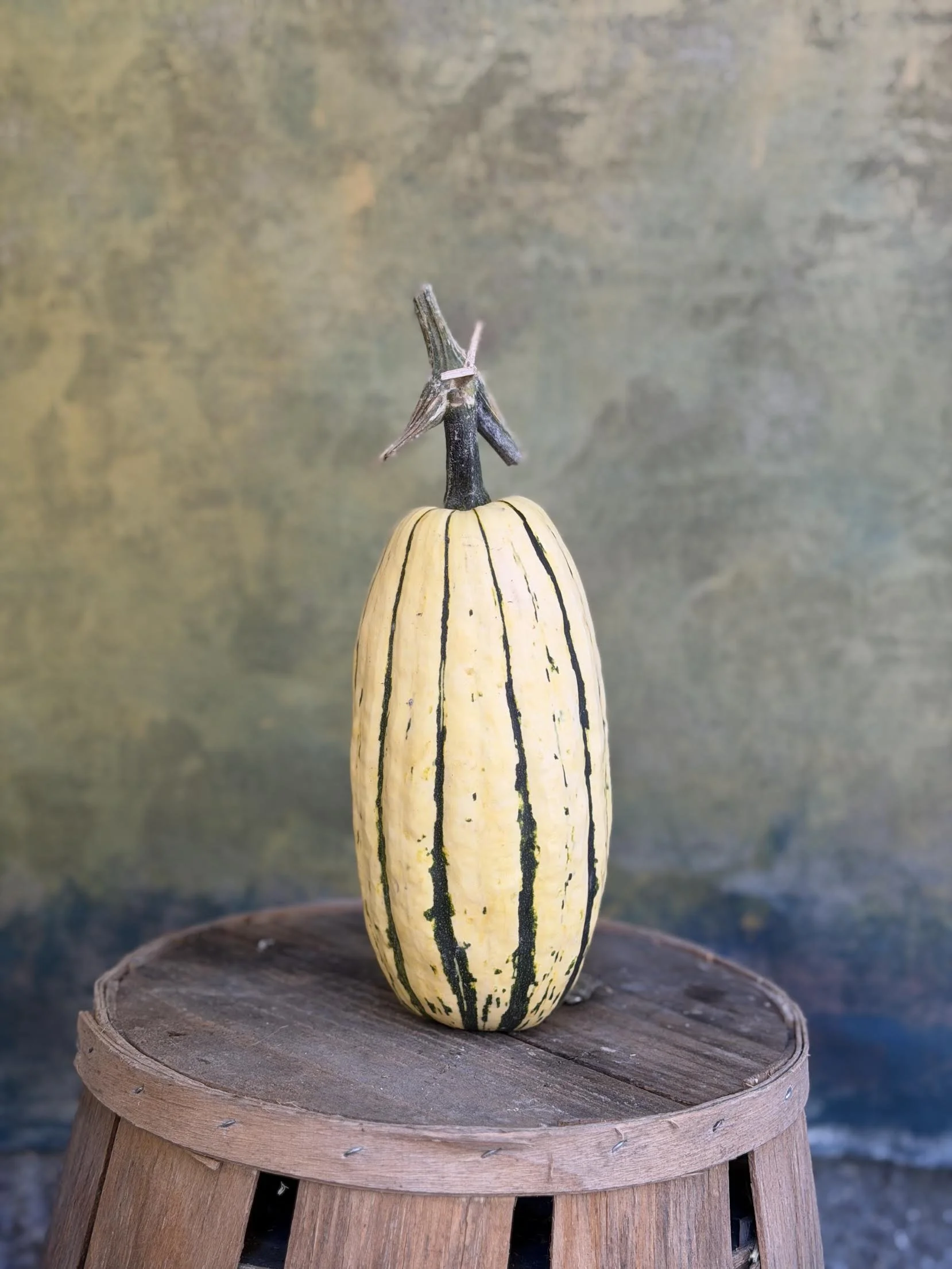 "Delicata" Squash