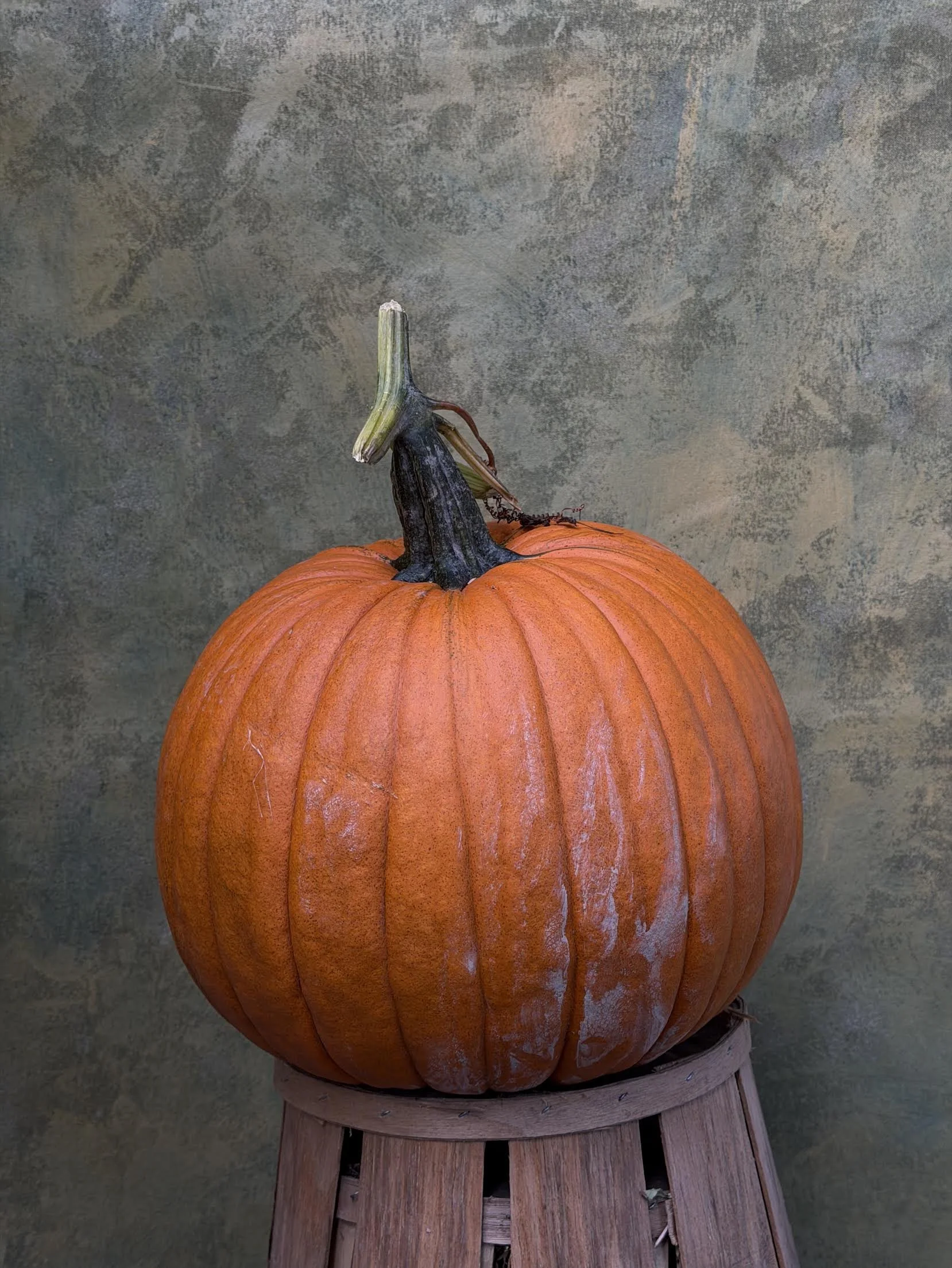 "Orange Carving" Pumpkin (Ornamental/Carving)