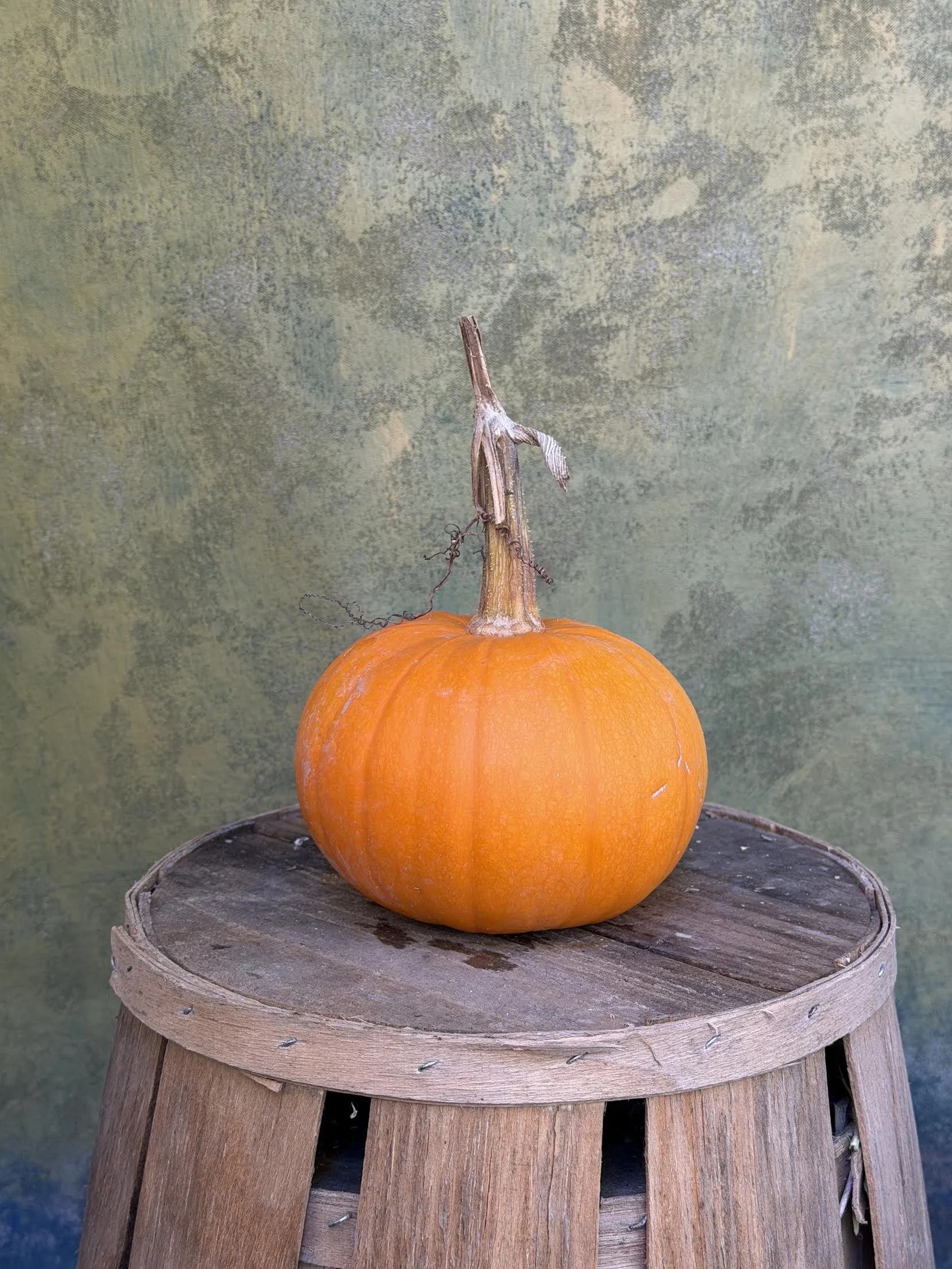 "Baby Bear" Pumpkin (Ornamental)