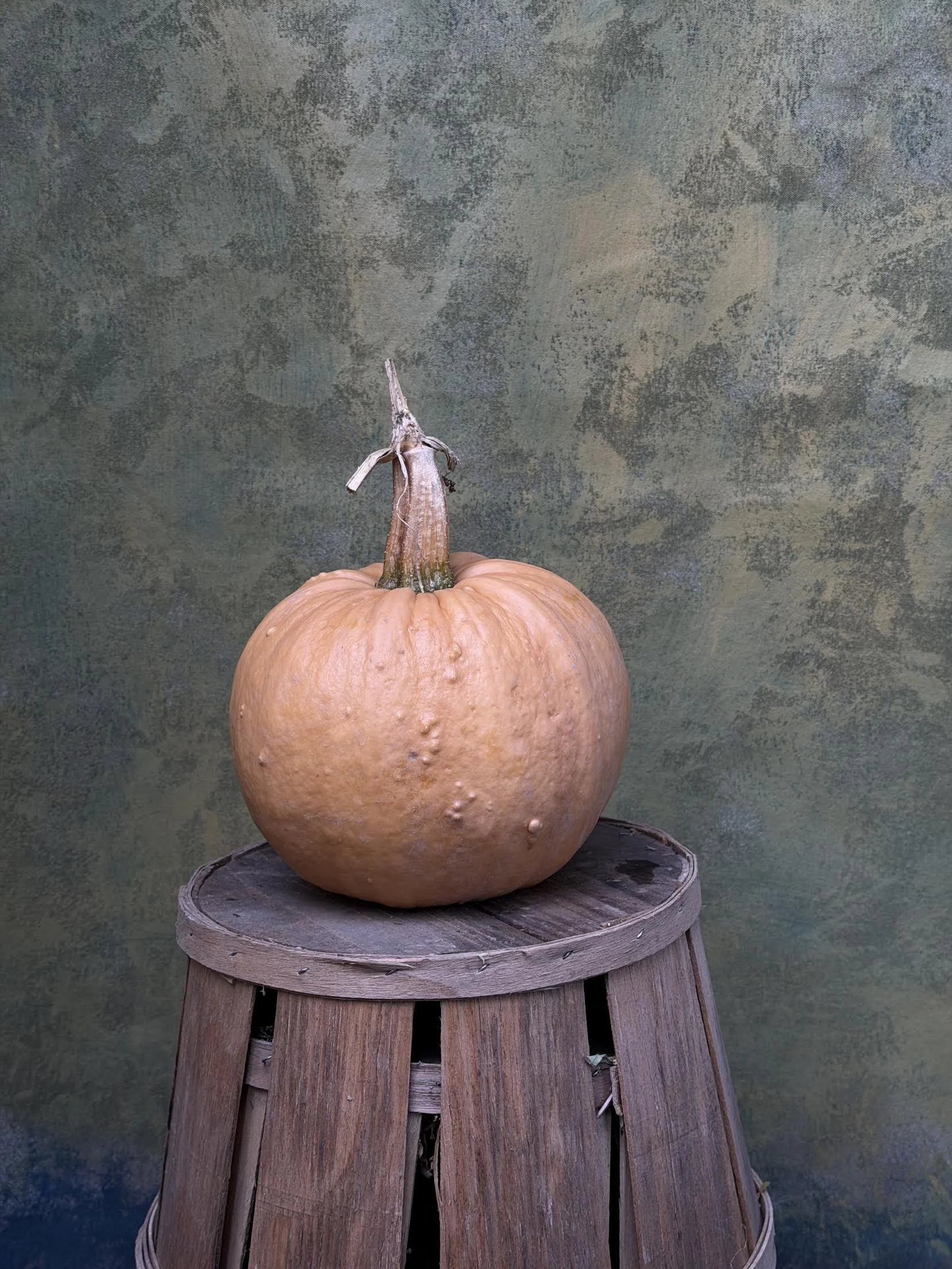 "Grizzly Bear" Pumpkin (Ornamental)