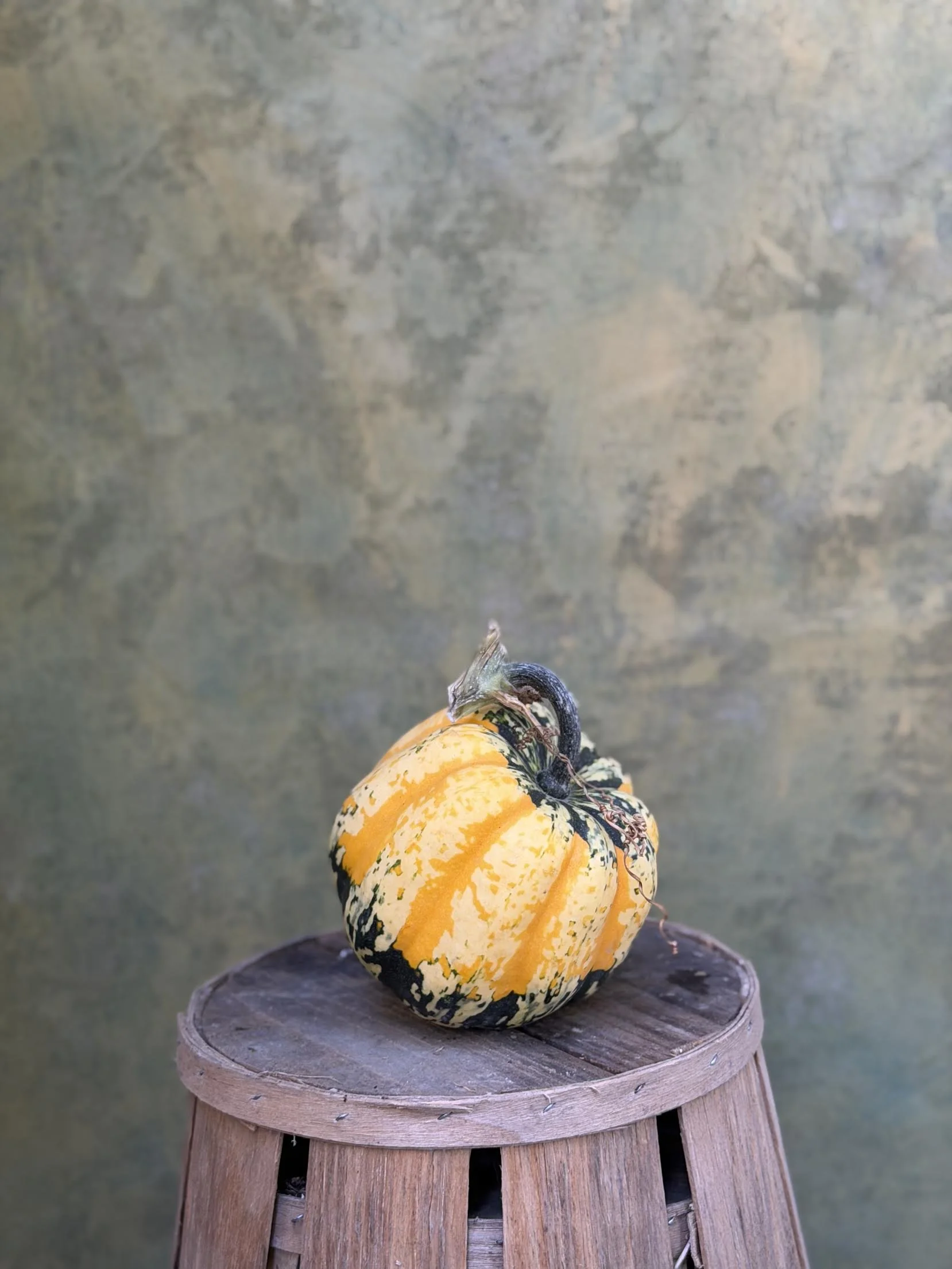"Carnival Acorn" Squash (Culinary)