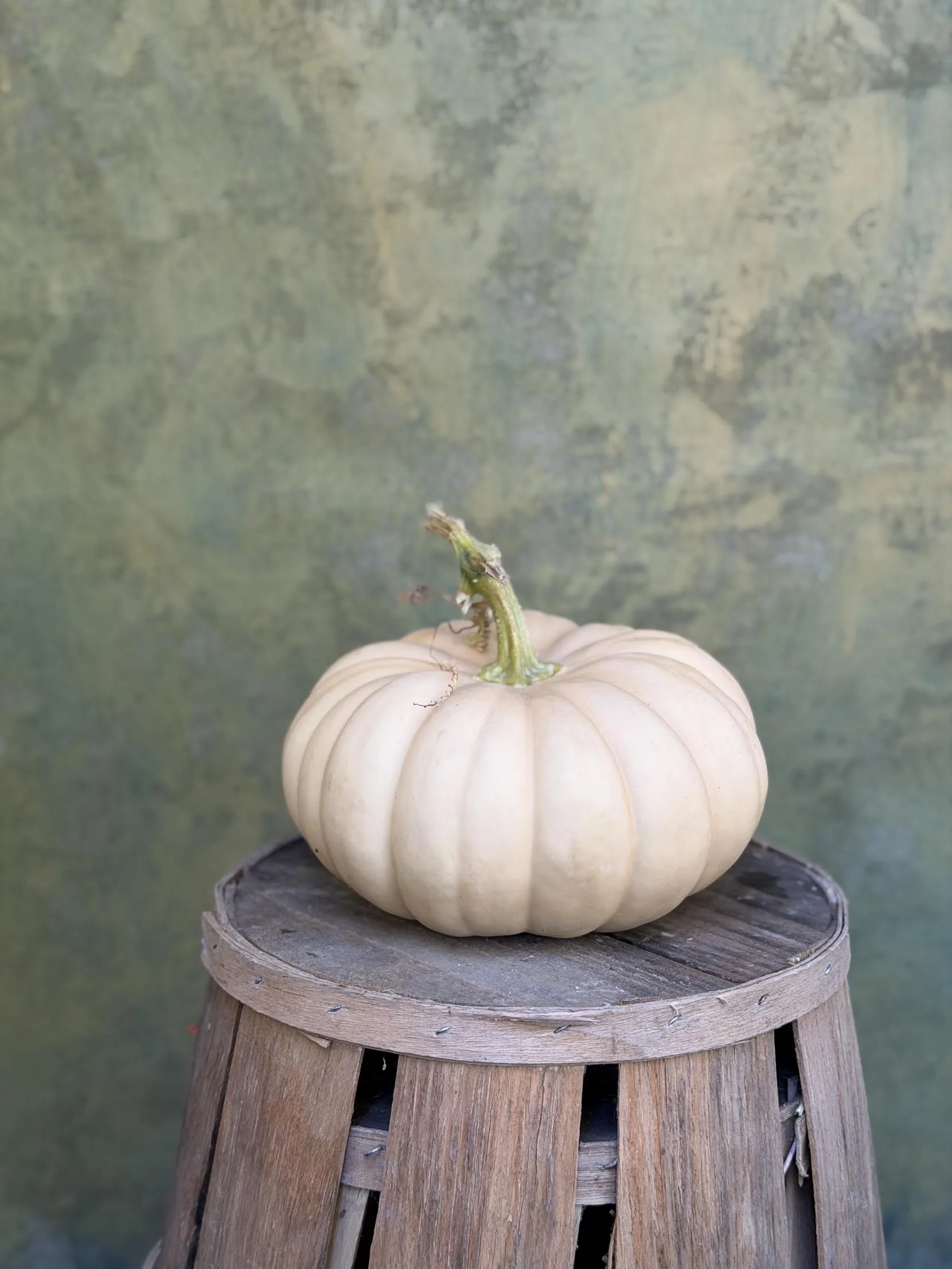 "Autumn Crown" Pumpkin (Ornamental)