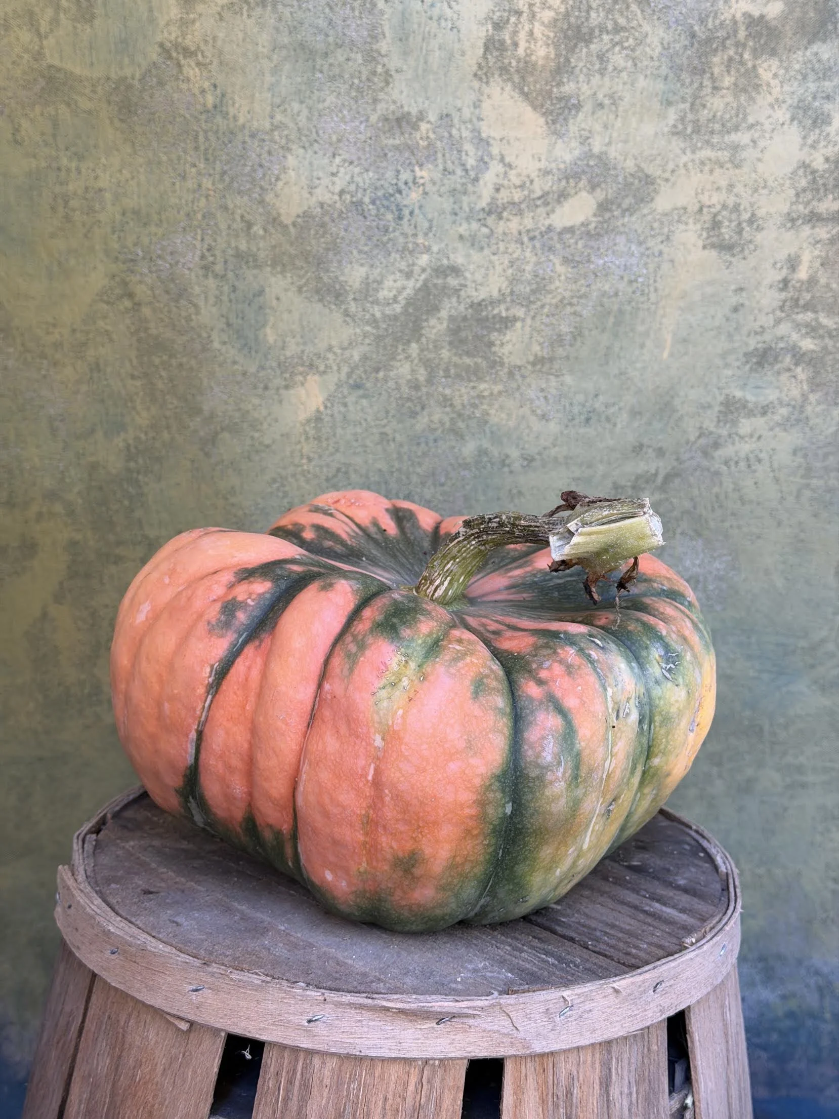 "Rembrandt" Pumpkin (Culinary)