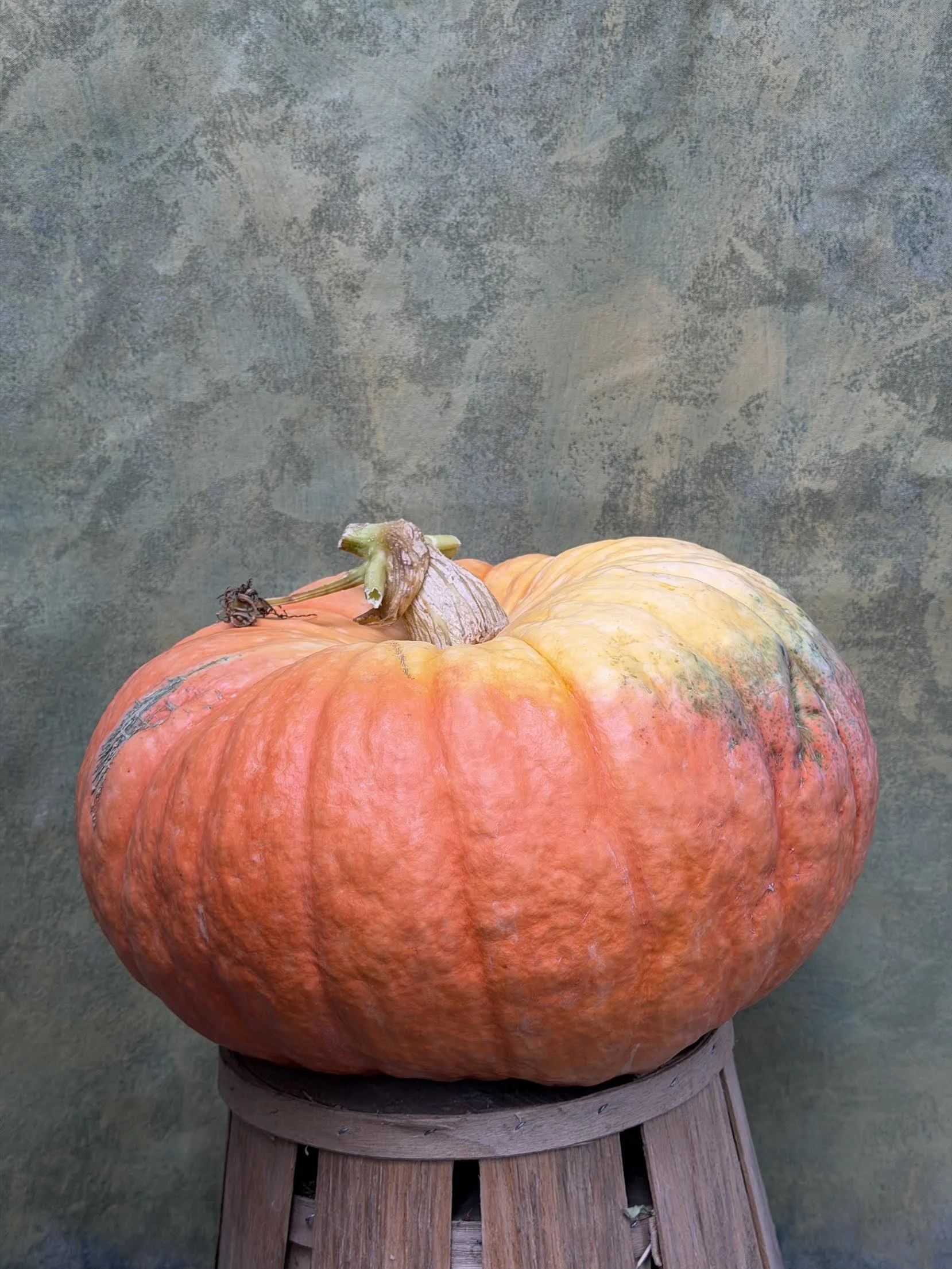 "Daybreak" Pumpkin (Ornemental)