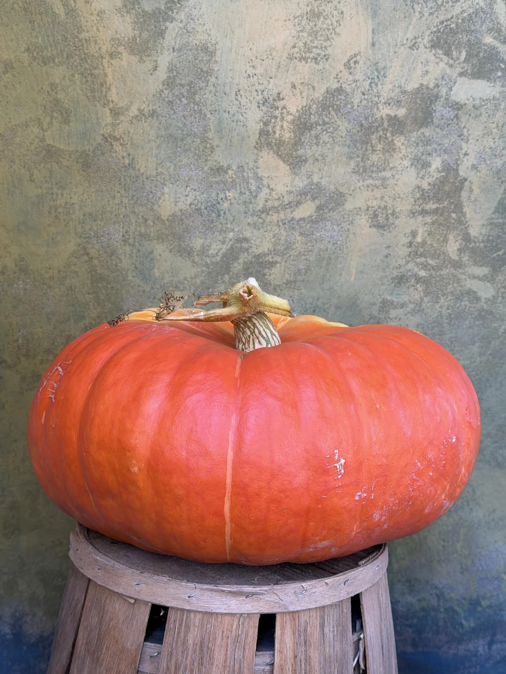 "French Red" or "Cinderella" Pumpkin (Culinary) 