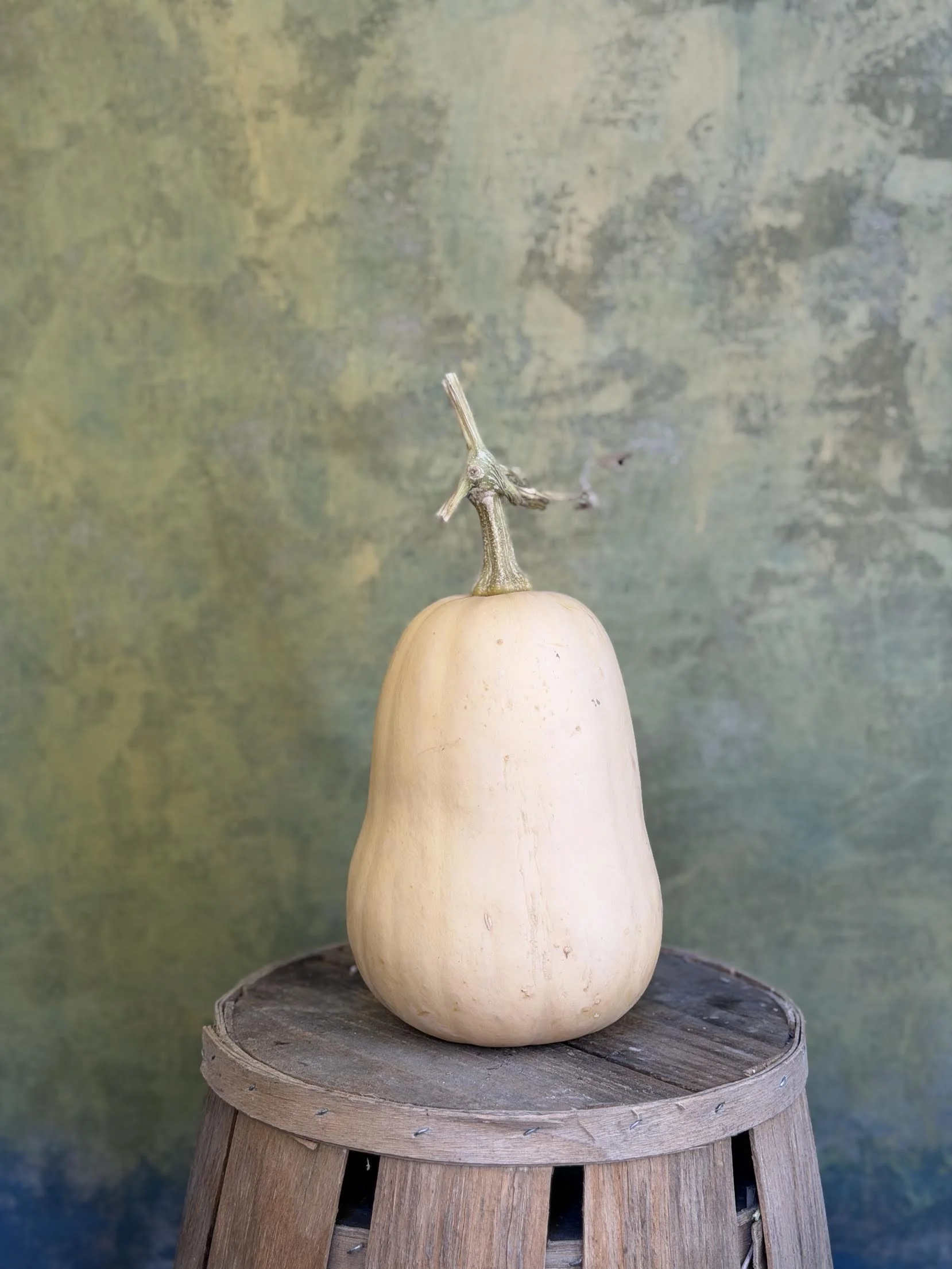 "Butternut" Squash (Culinary)