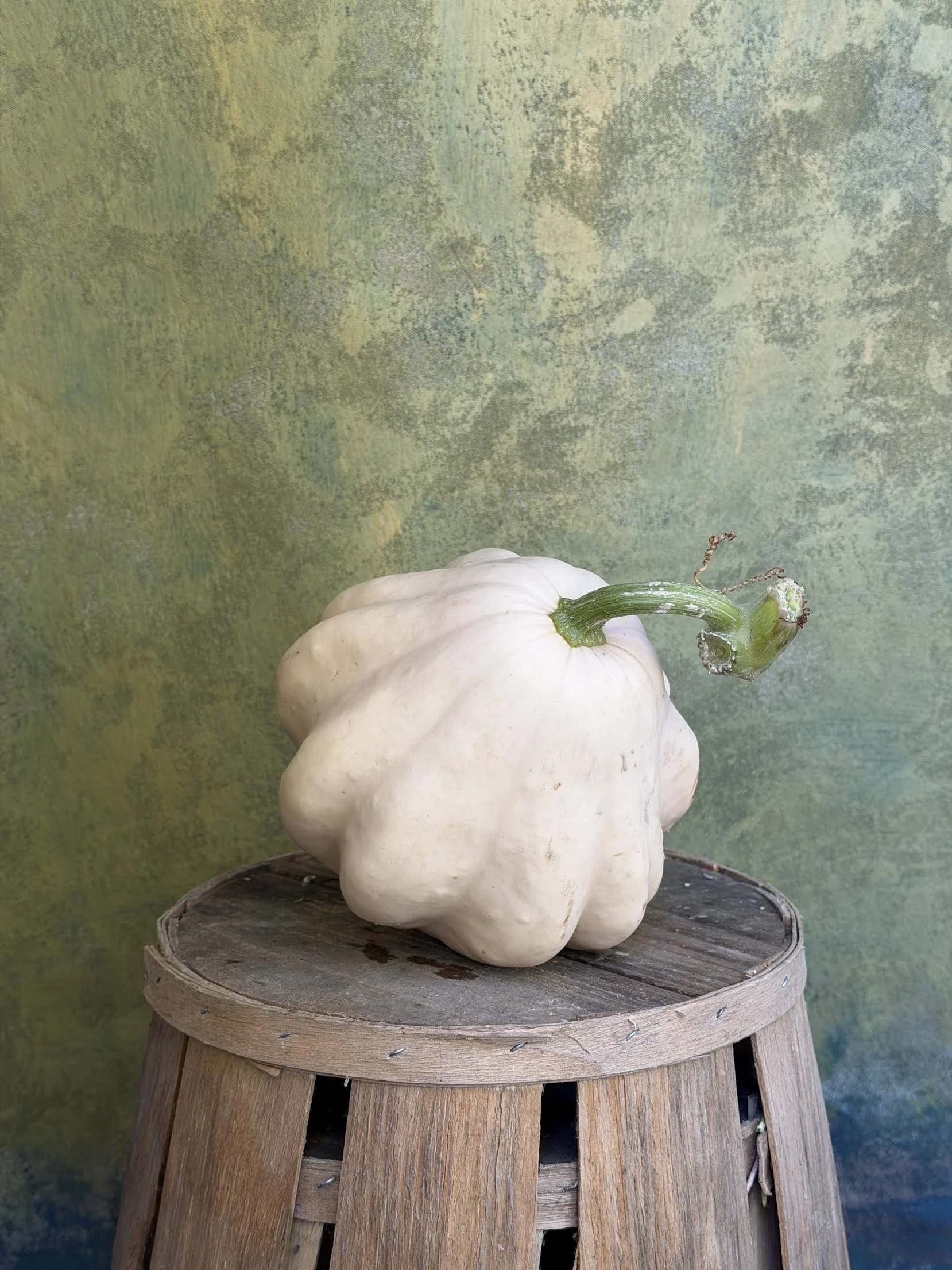 "Ivory Bell" Pumpkin (Ornamental) 