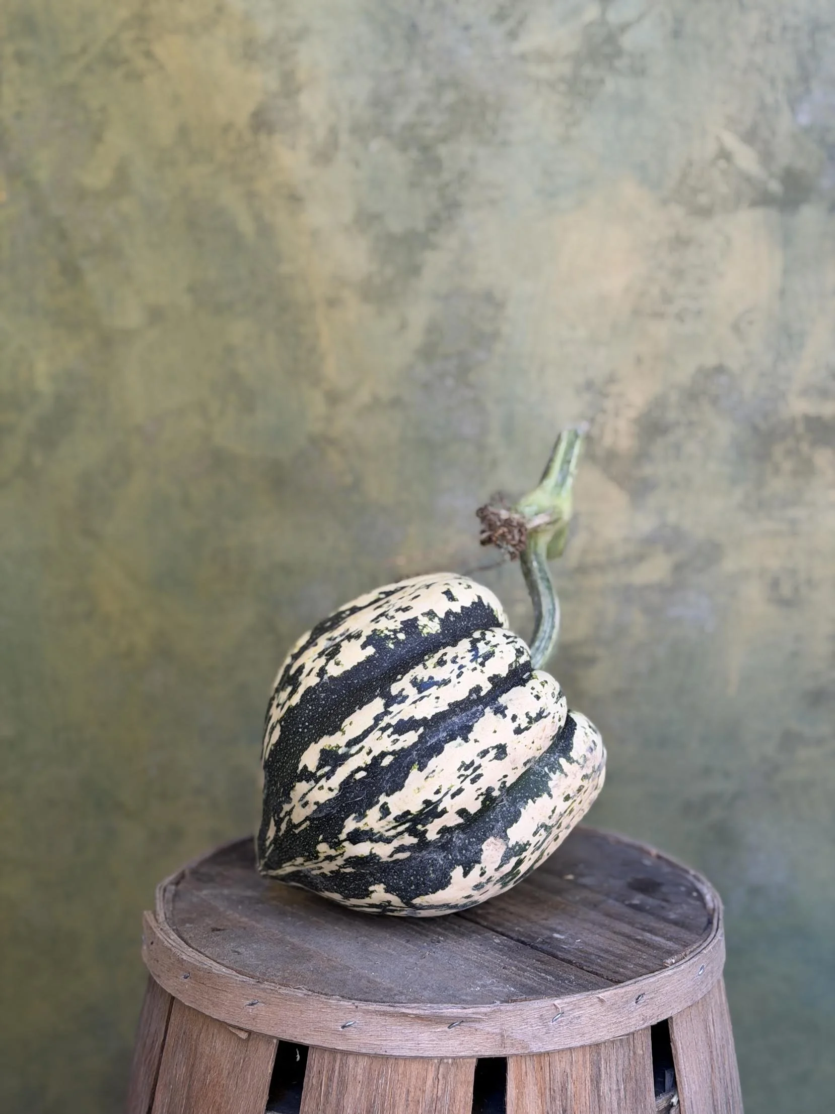 "Jester Acorn" Squash (Culinary)
