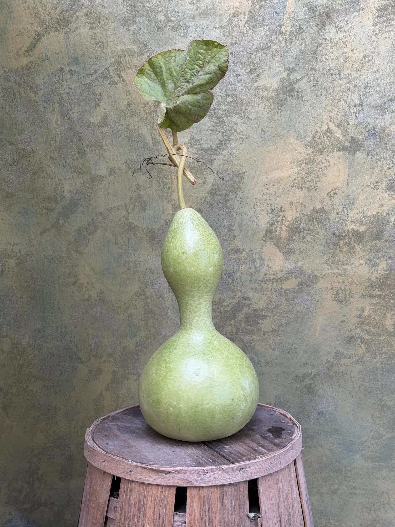 "Bottleneck" Gourd