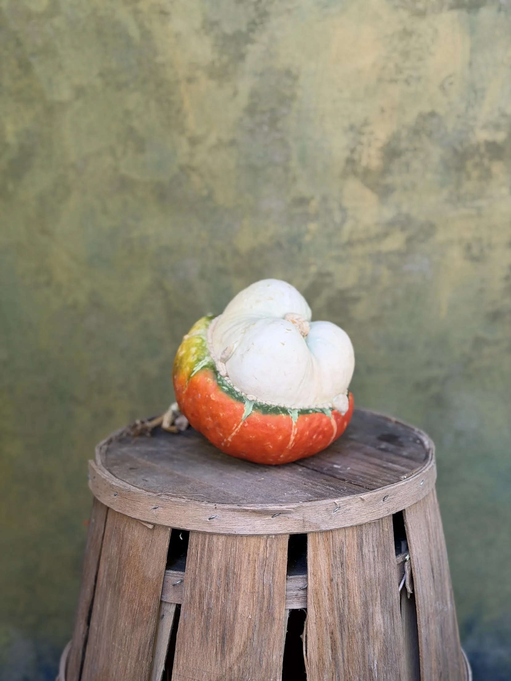 "Mini Turks Turban" Pumpkin (Ornamental)