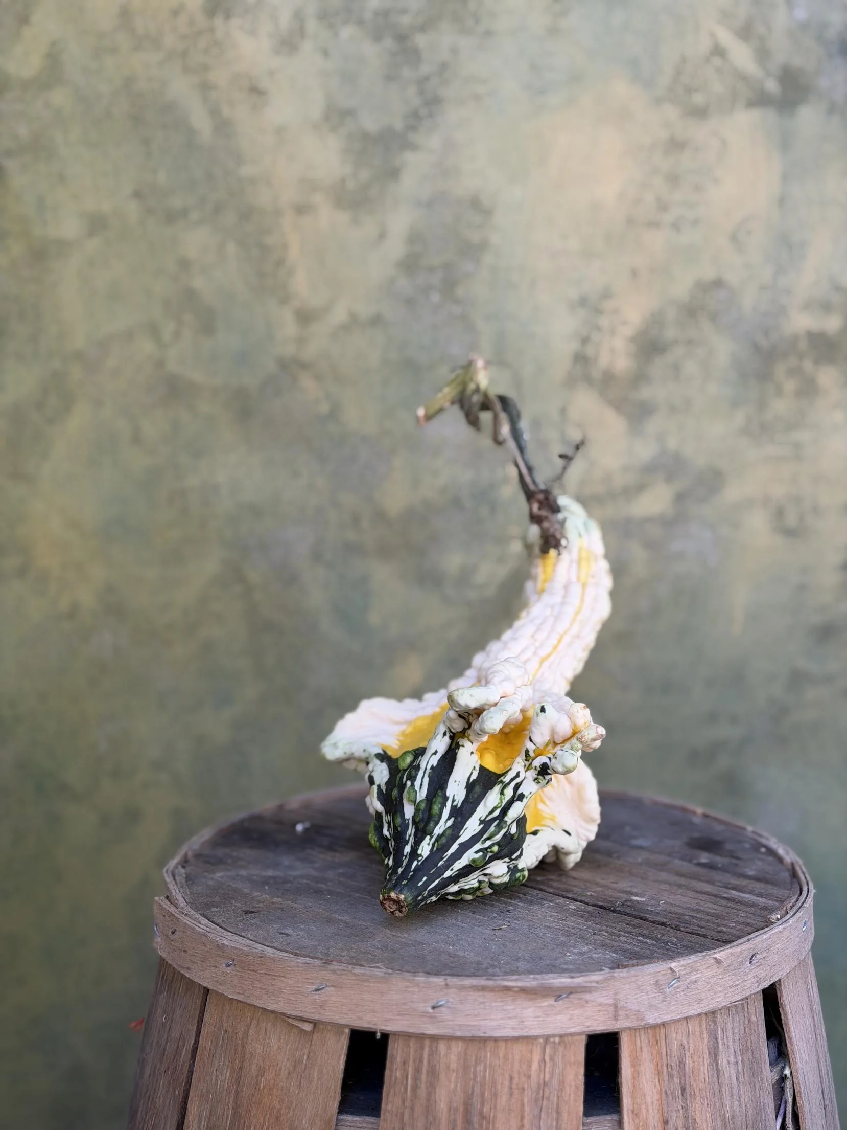 "Autumn Wings" Gourd (Ornamental)
