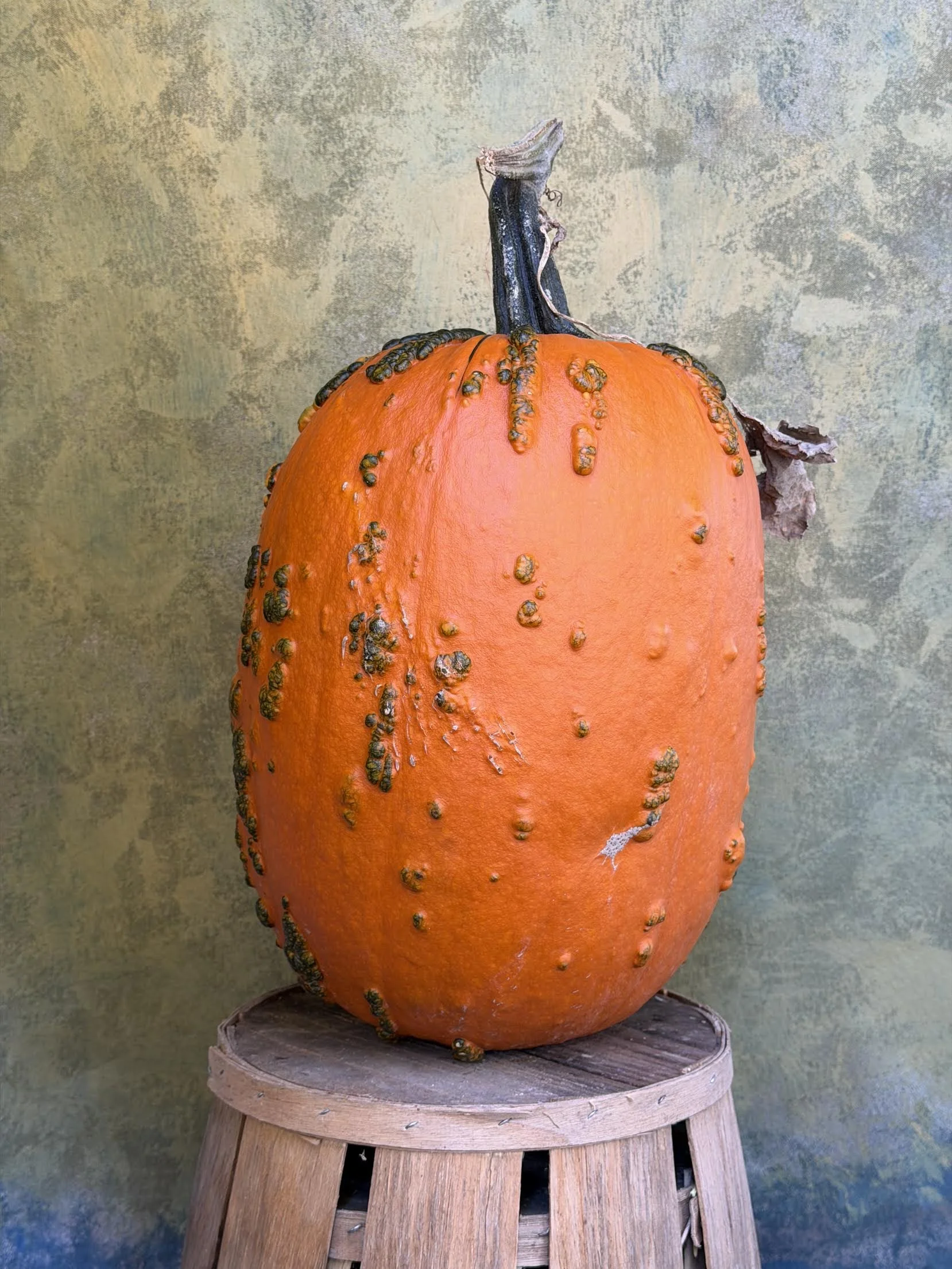 "Kucklehead" Pumpkin (Ornemental) 