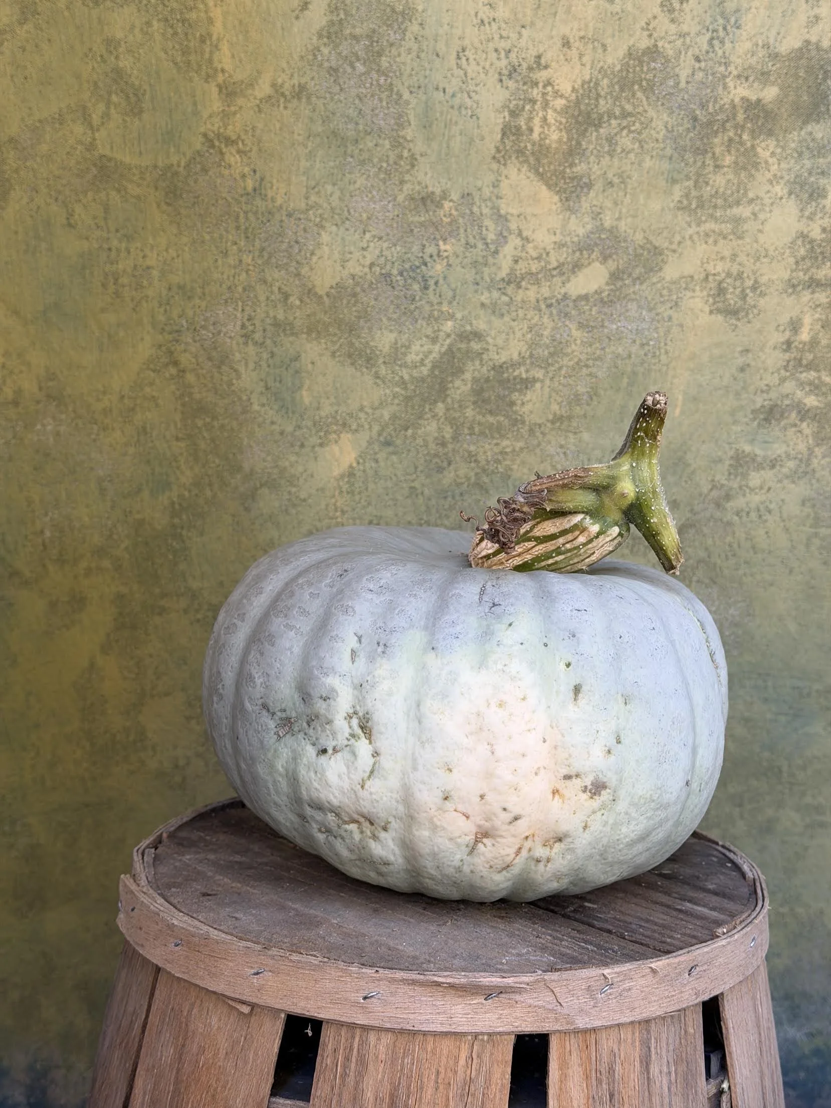 "Grey" or "Blue" Pumpkin (Culinary)