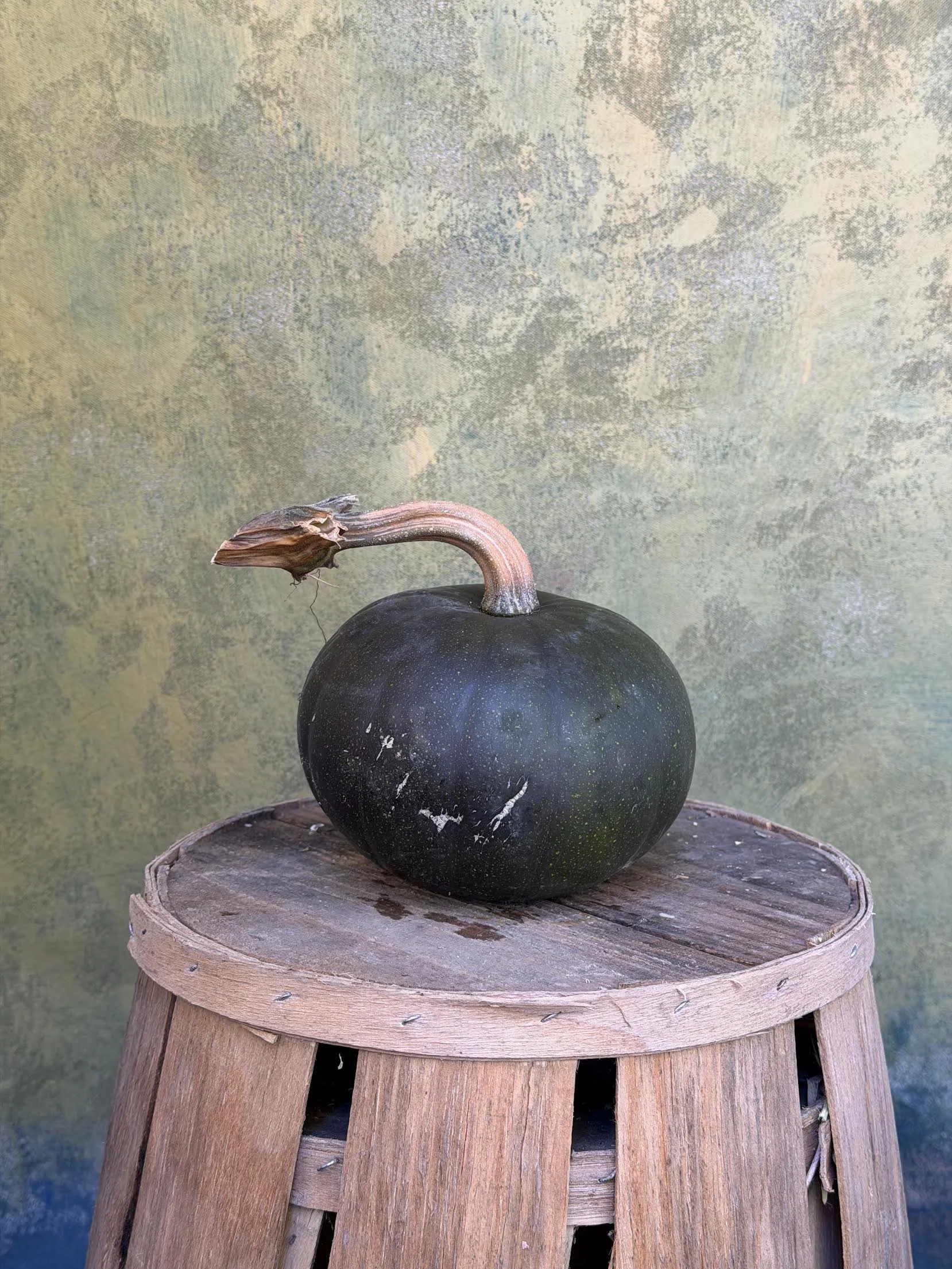 "Black Cat" Pumpkin (Ornamental)
