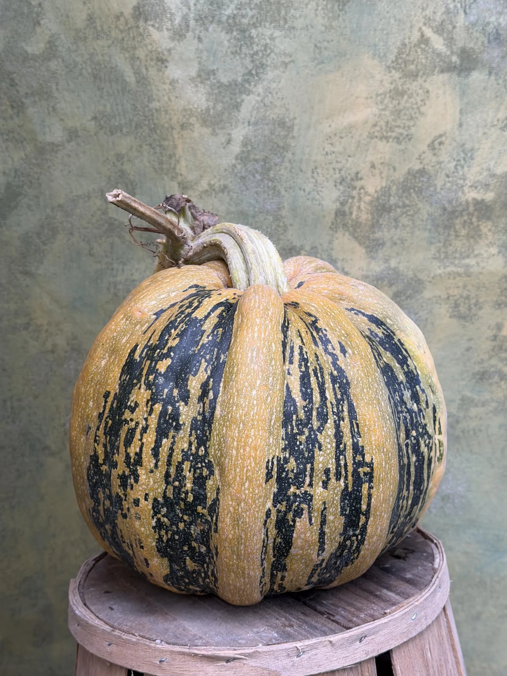"American Tonda" Pumpkin (Ornemental)
