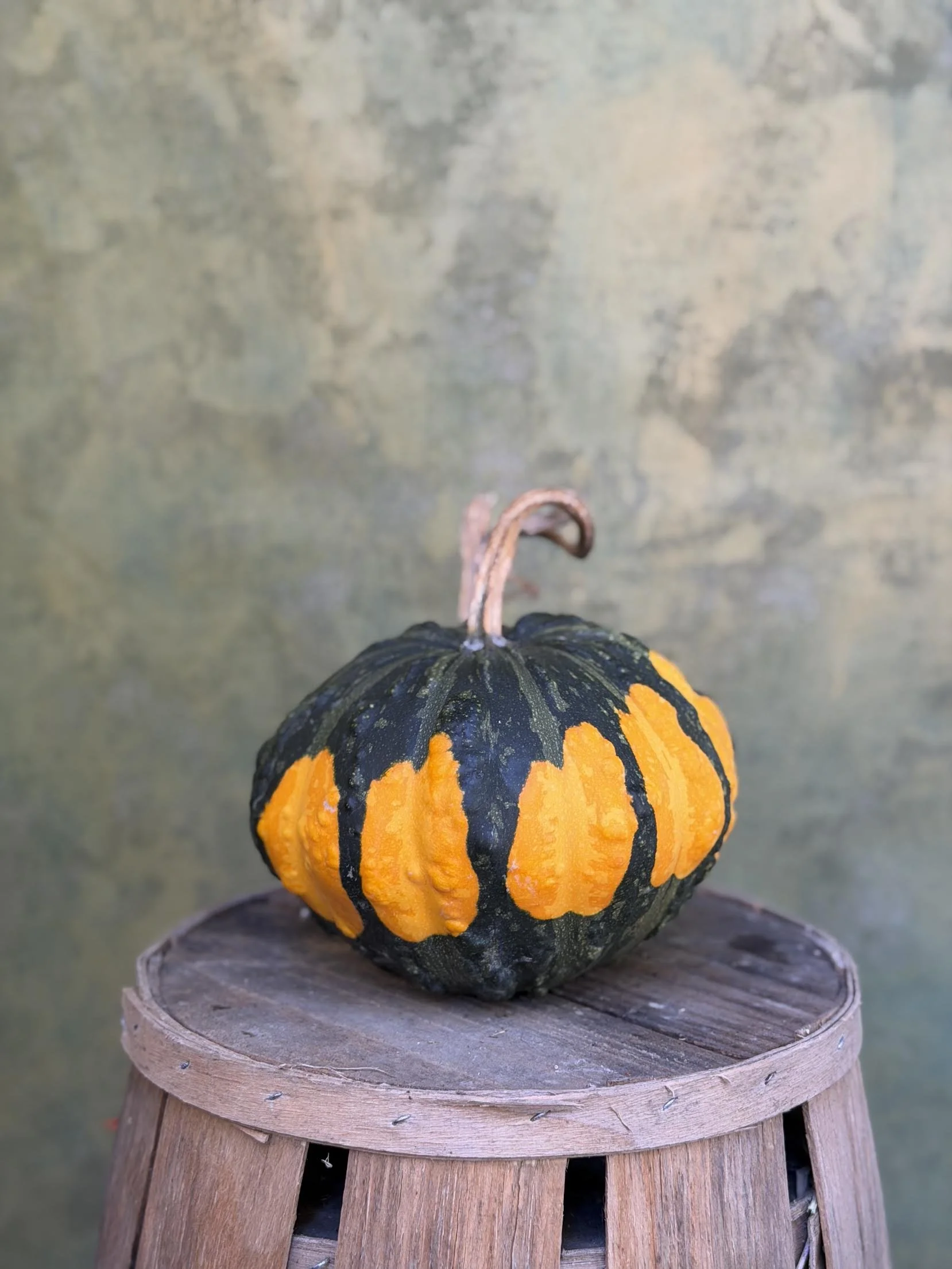 "Hoargarth" Pumpkin (Ornamental)