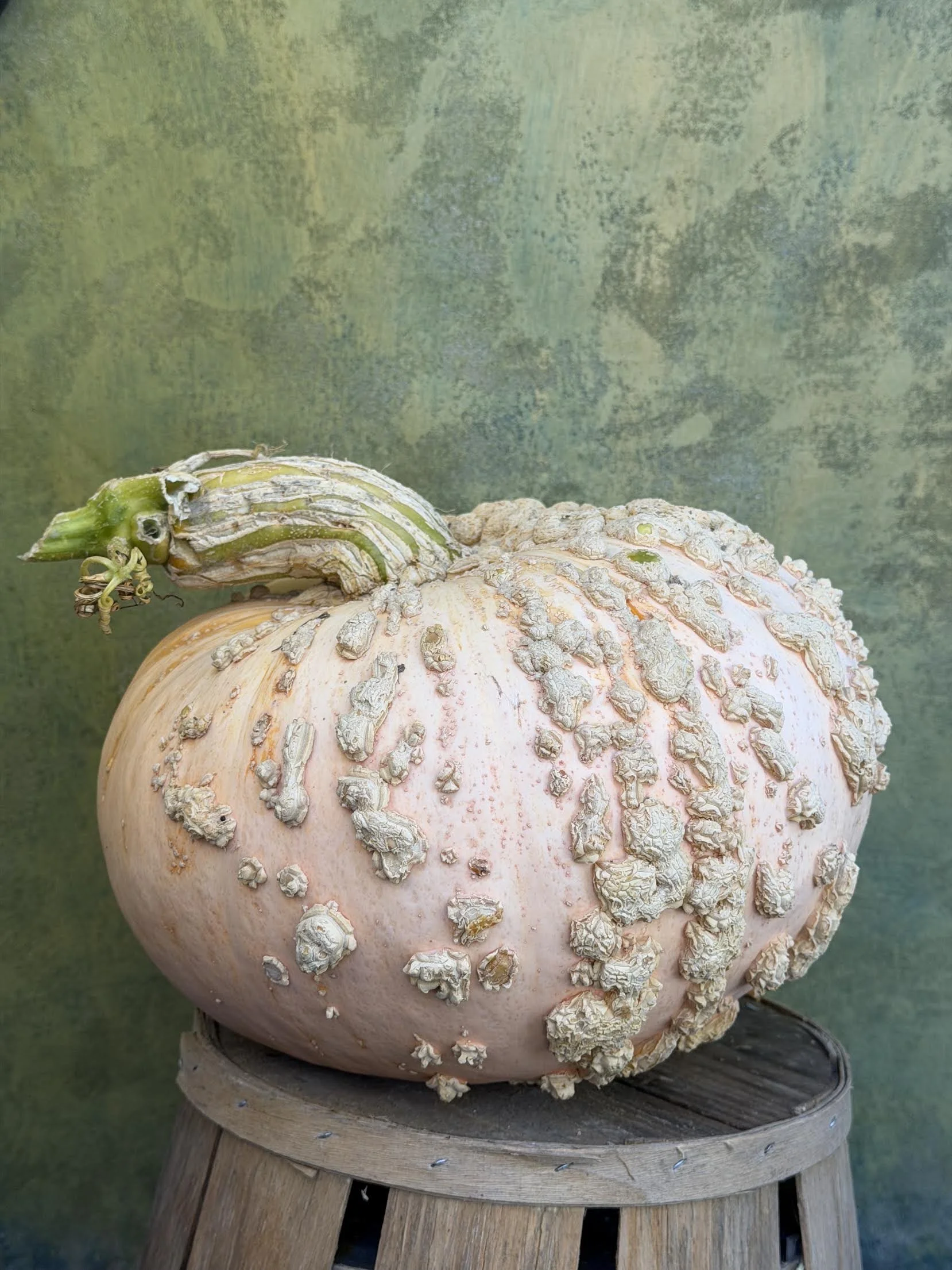 "Galeux d'Eysines" or "Peanut Pumpkin" (Culinary)