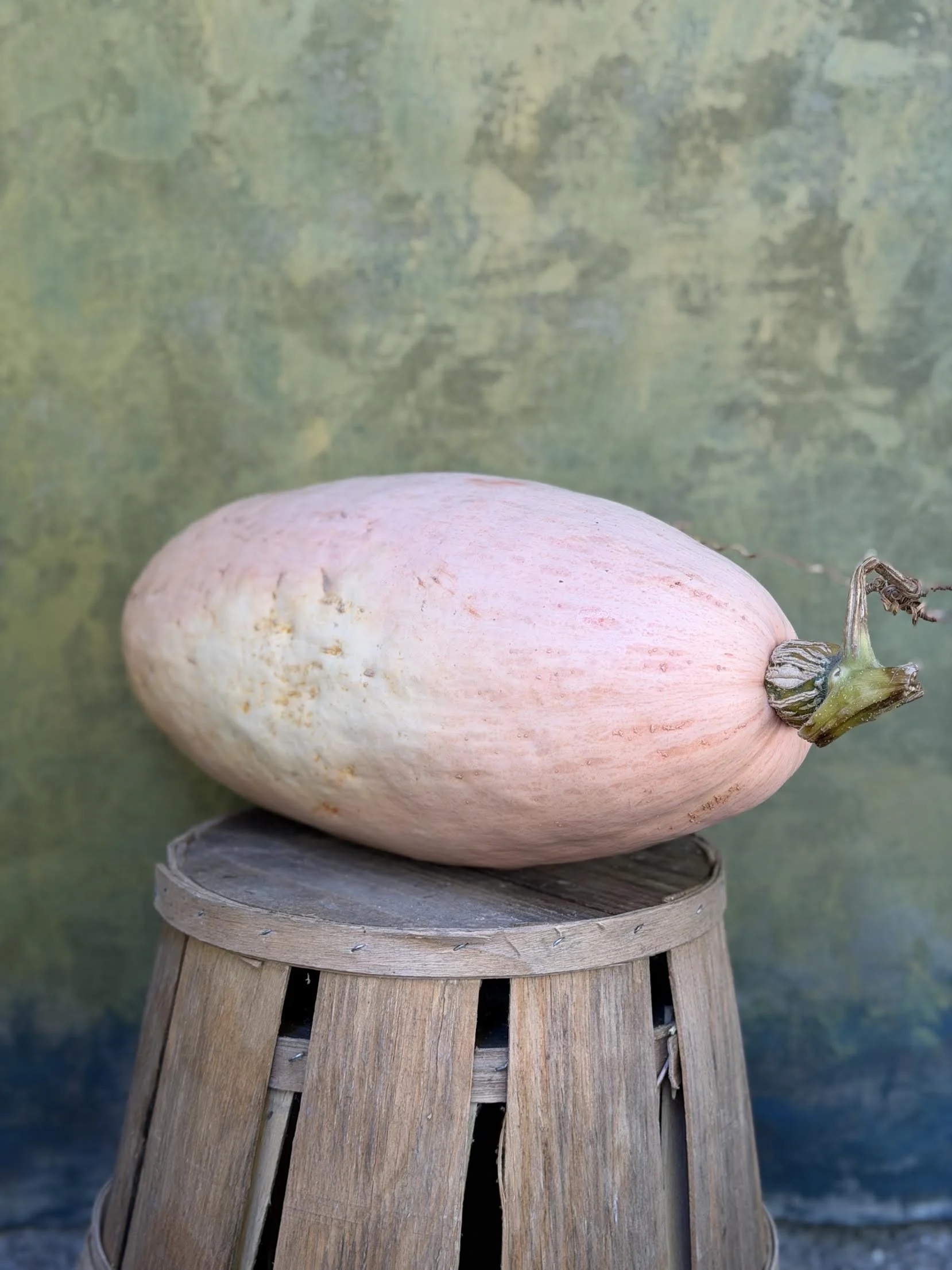 "Pink Jumbo Banana" Squash (Culinary)