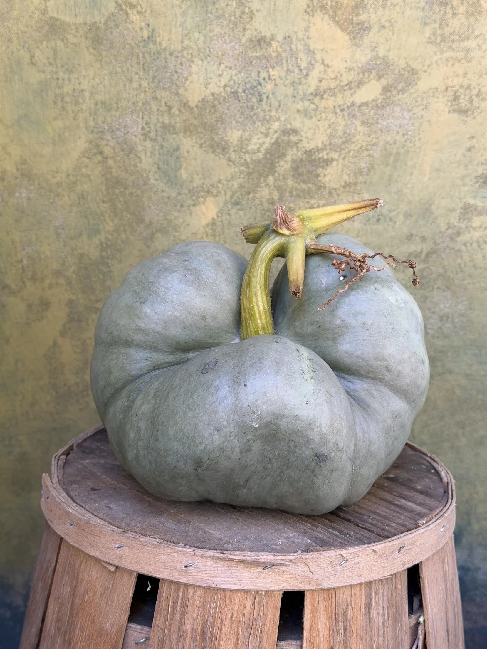 Triamble Pumpkin (Culinary)