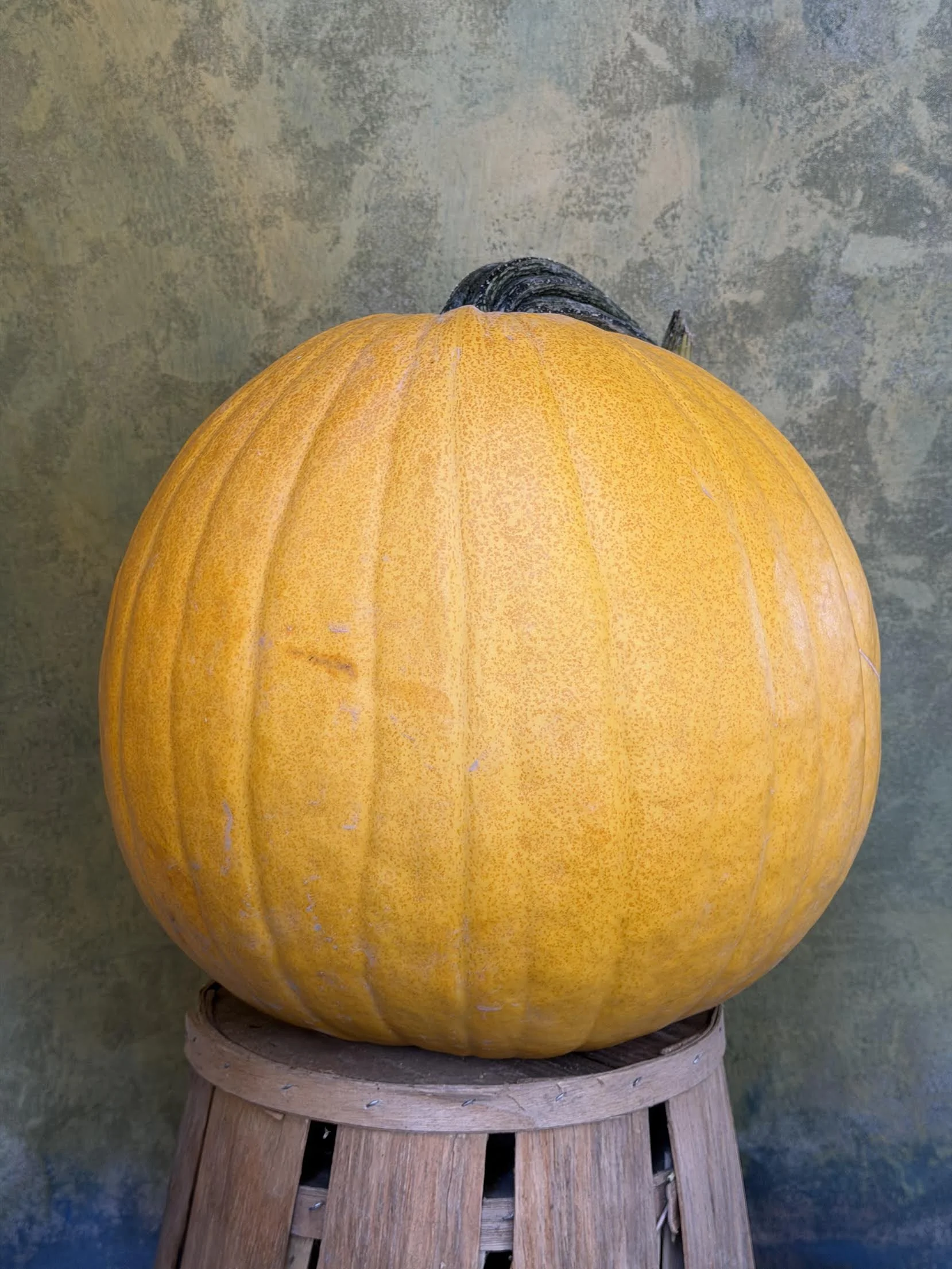"Mellow Yellow" Pumpkin (Ornamental/Carving)