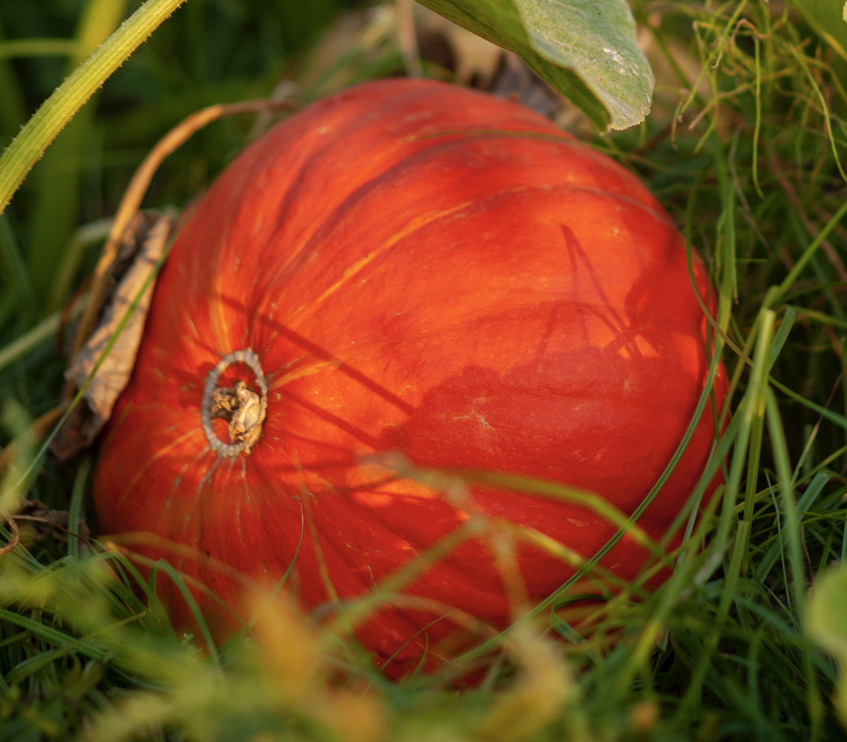 Cinderella Pumpkin (Culinary)