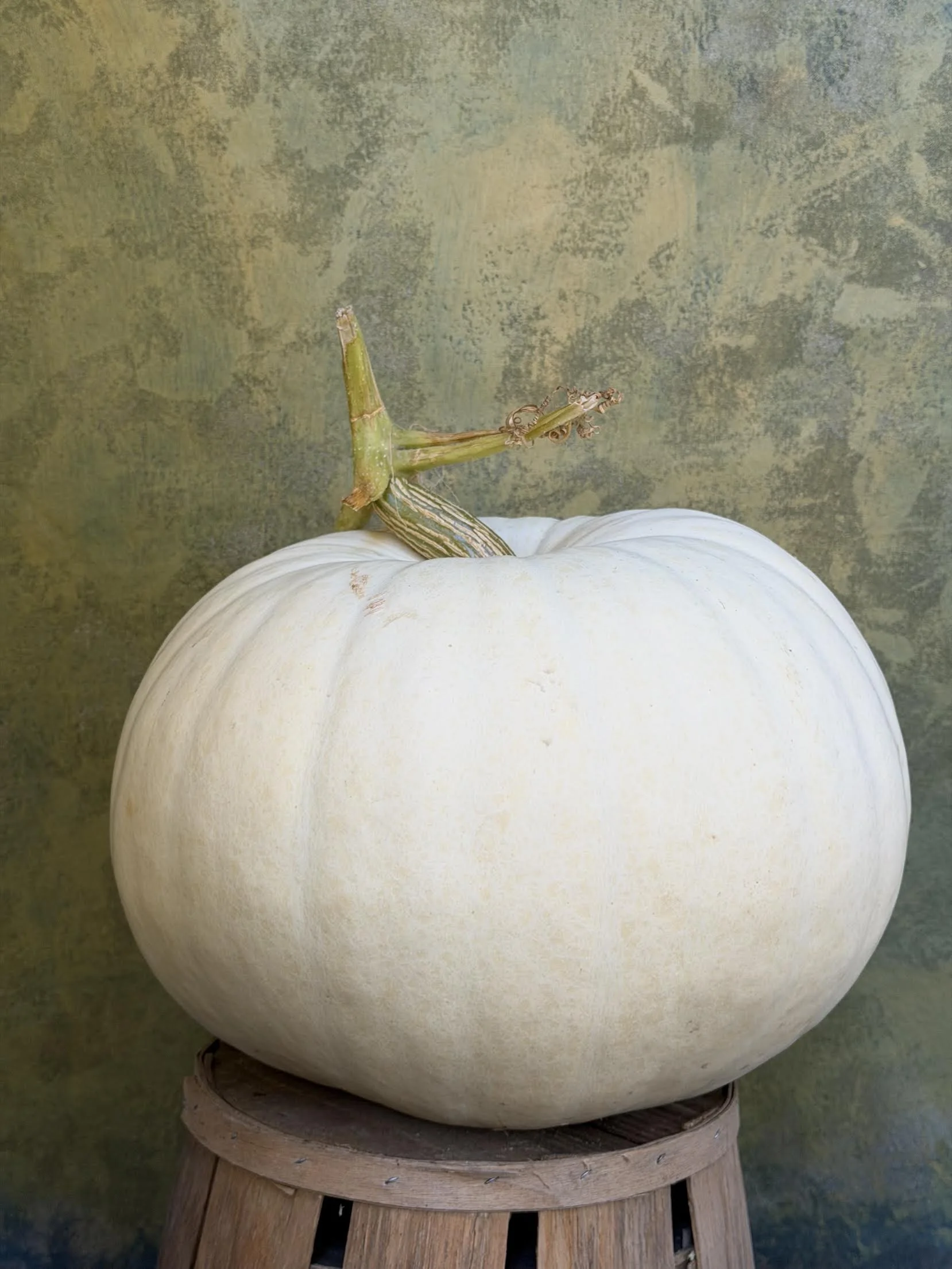 "Polarbear" Pumpkin (Ornamental) 