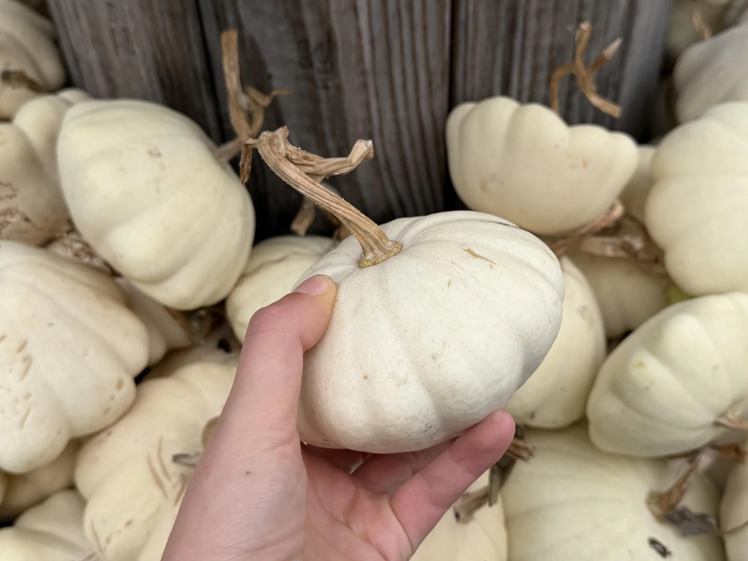 "White Patty Pan" Squash (Ornamental)