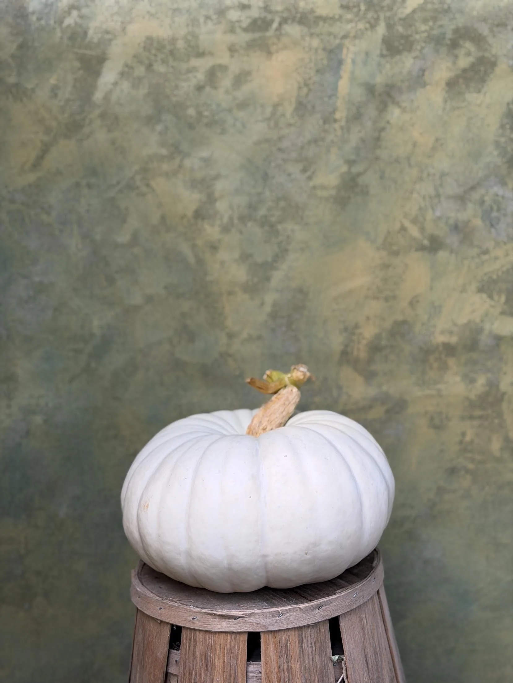 "Valencianal" Pumpkin (Ornamental)