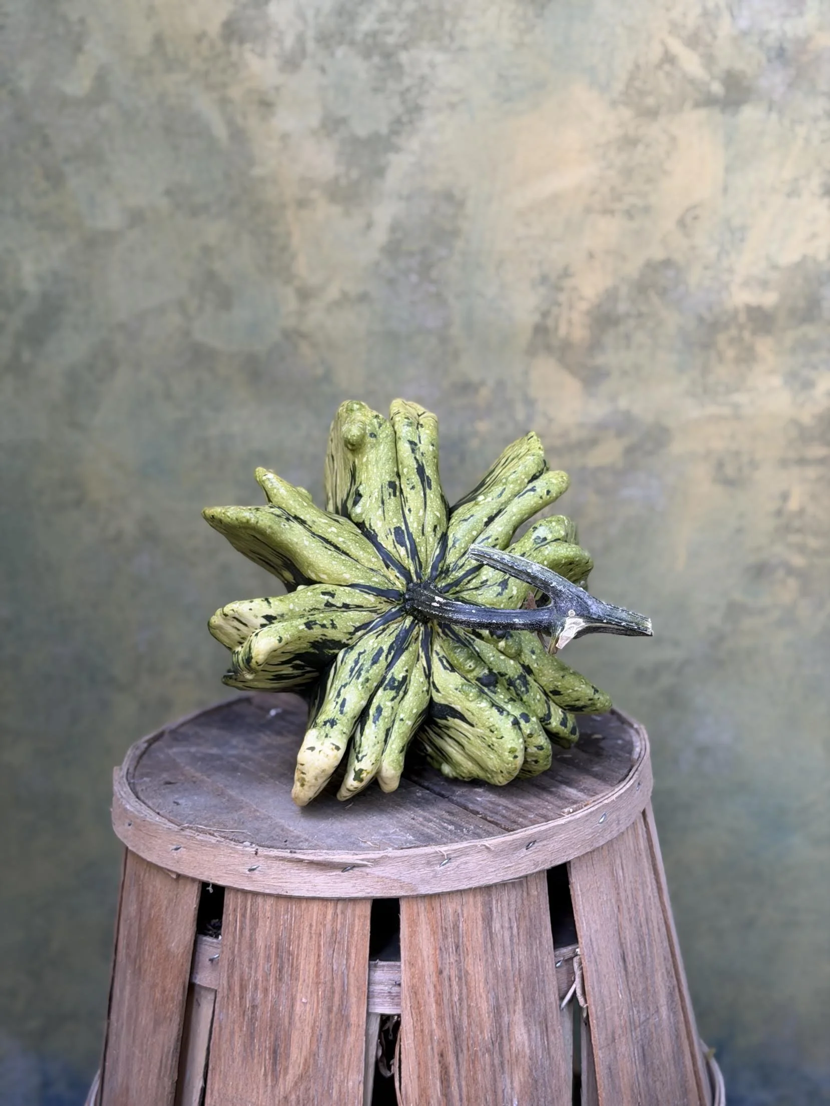 "Gizmo" Gourd (Ornamental)