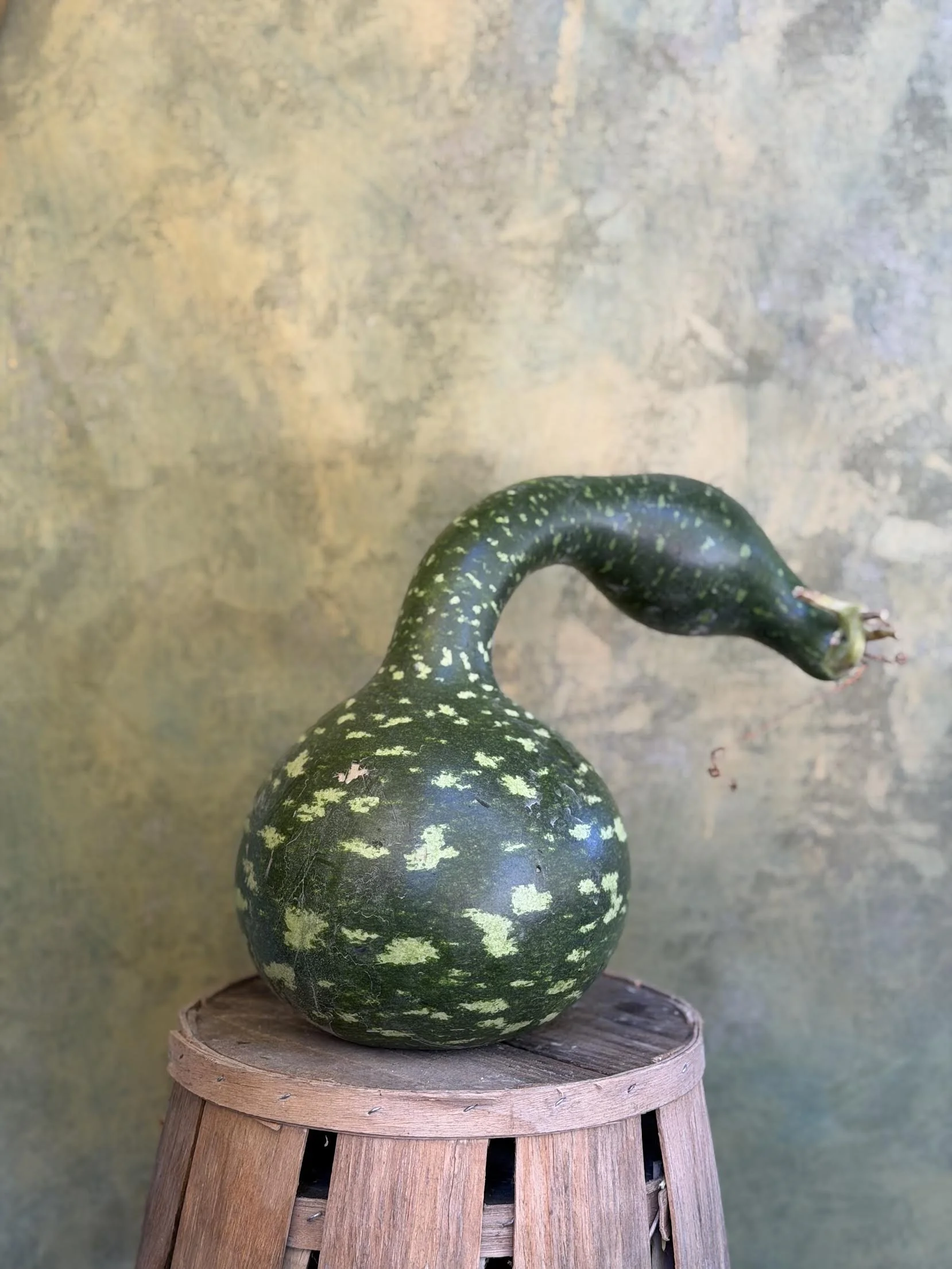 "Swan" Gourd (Ornamental)