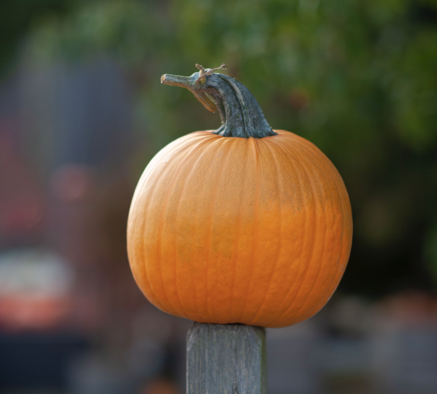 Orange Carving Pumpkin