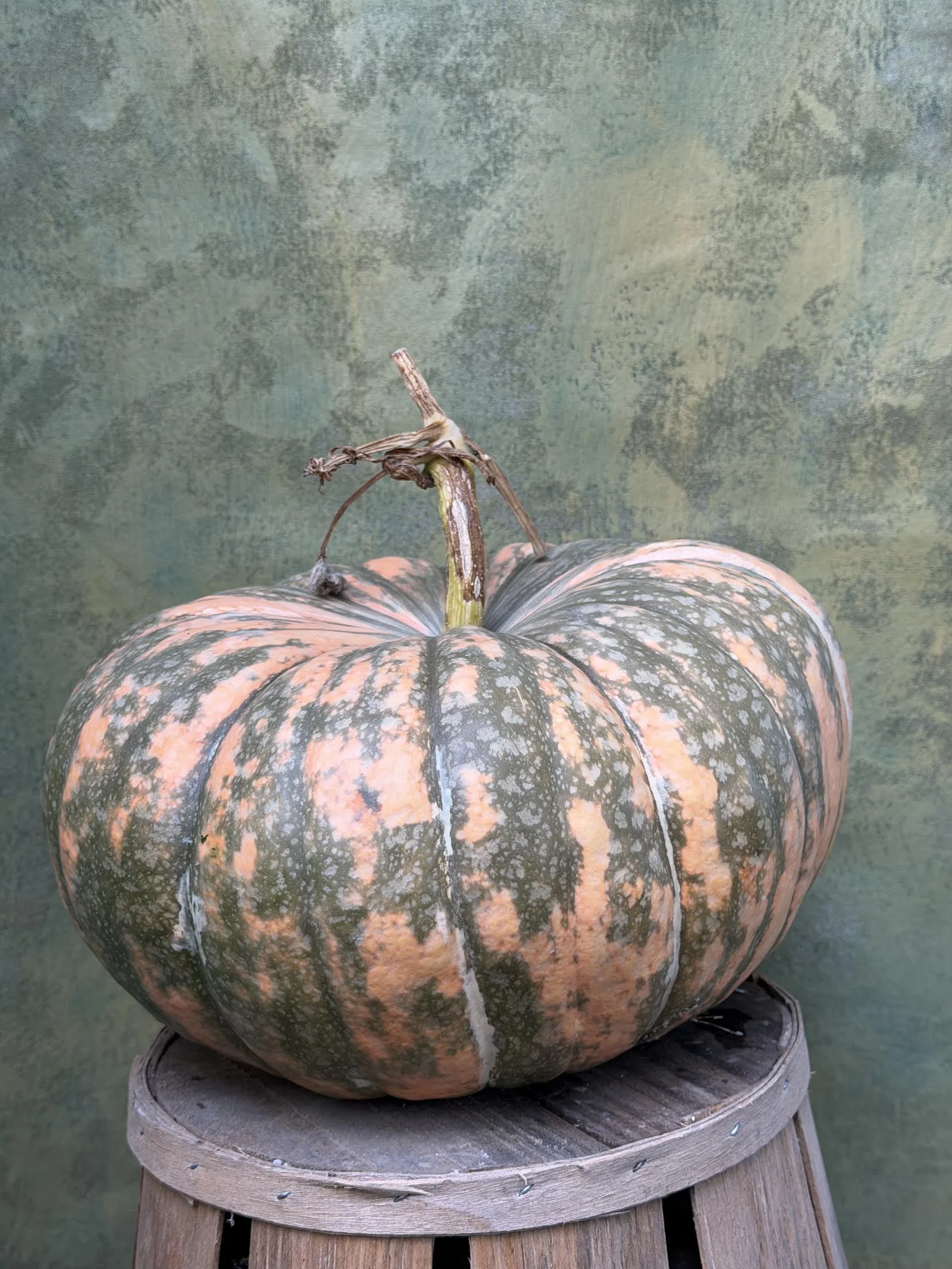 "Speckled Hound" Pumpkin (Culinary)