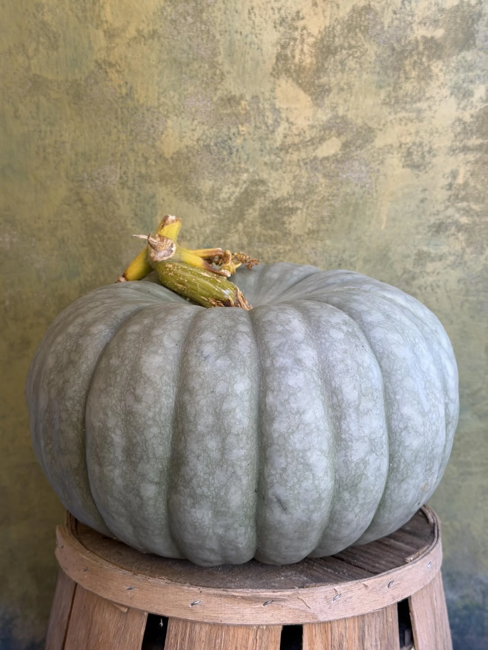 "Blue Doll" Pumpkin (Ornamental)
