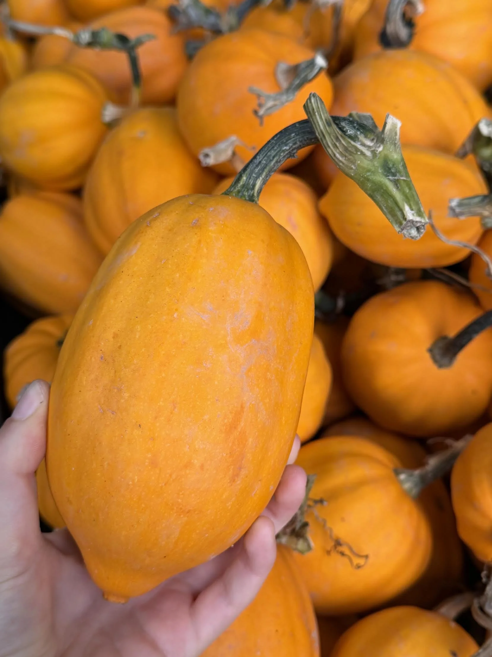"Orange Acorn" Squash (Culinary)