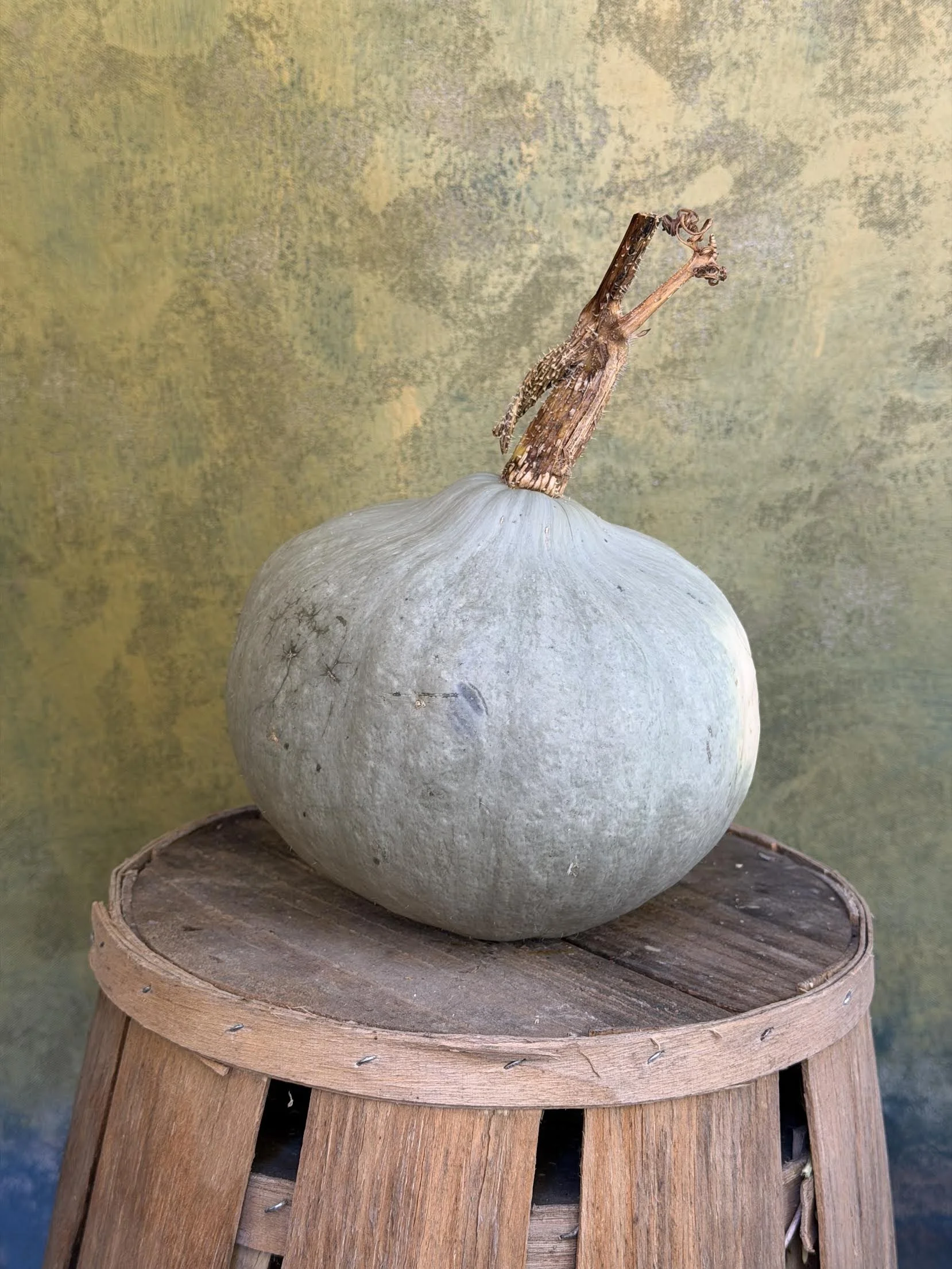 "Grey Ghost Kabocha" Squash