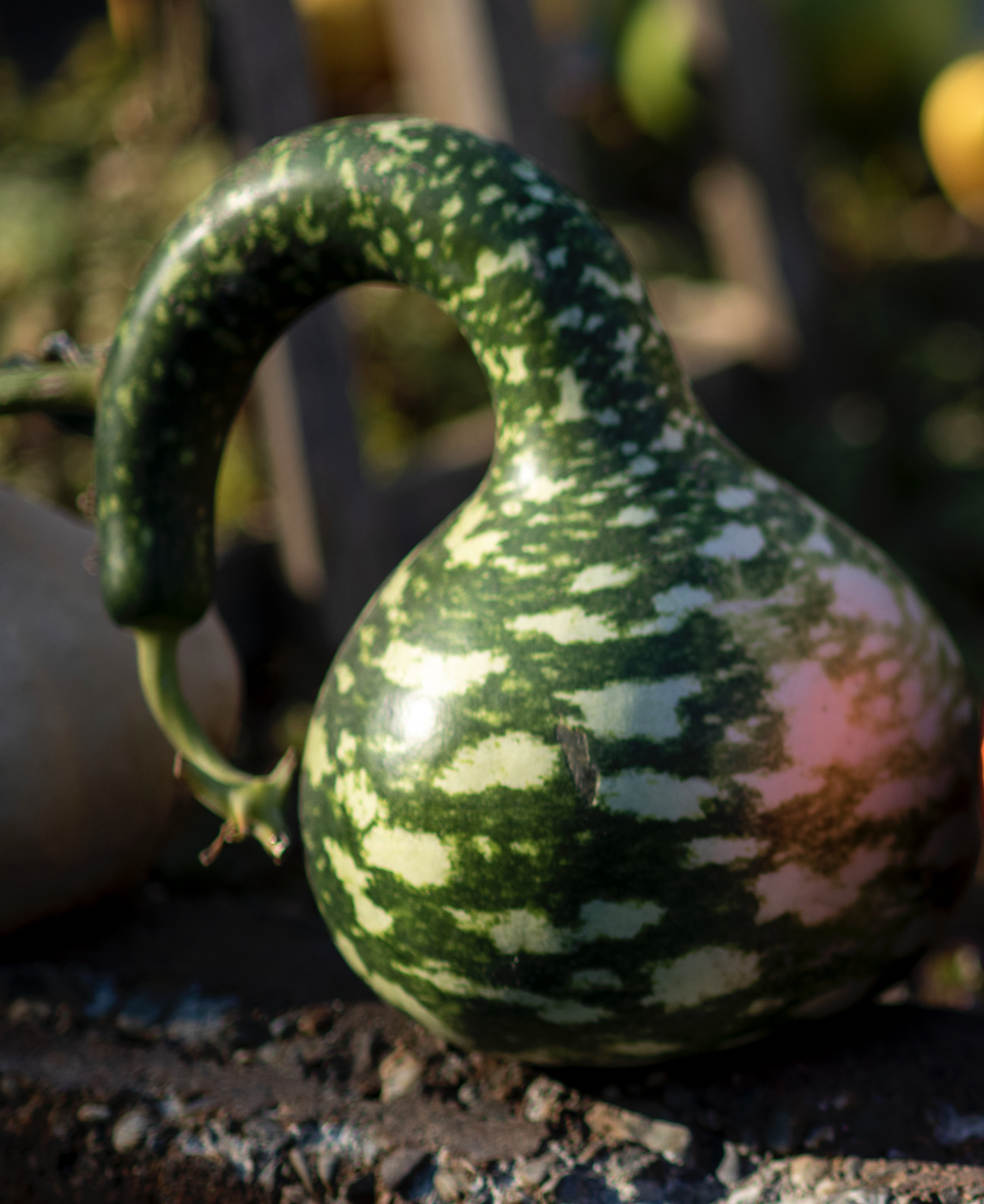 Swan Gourd (Ornamental)